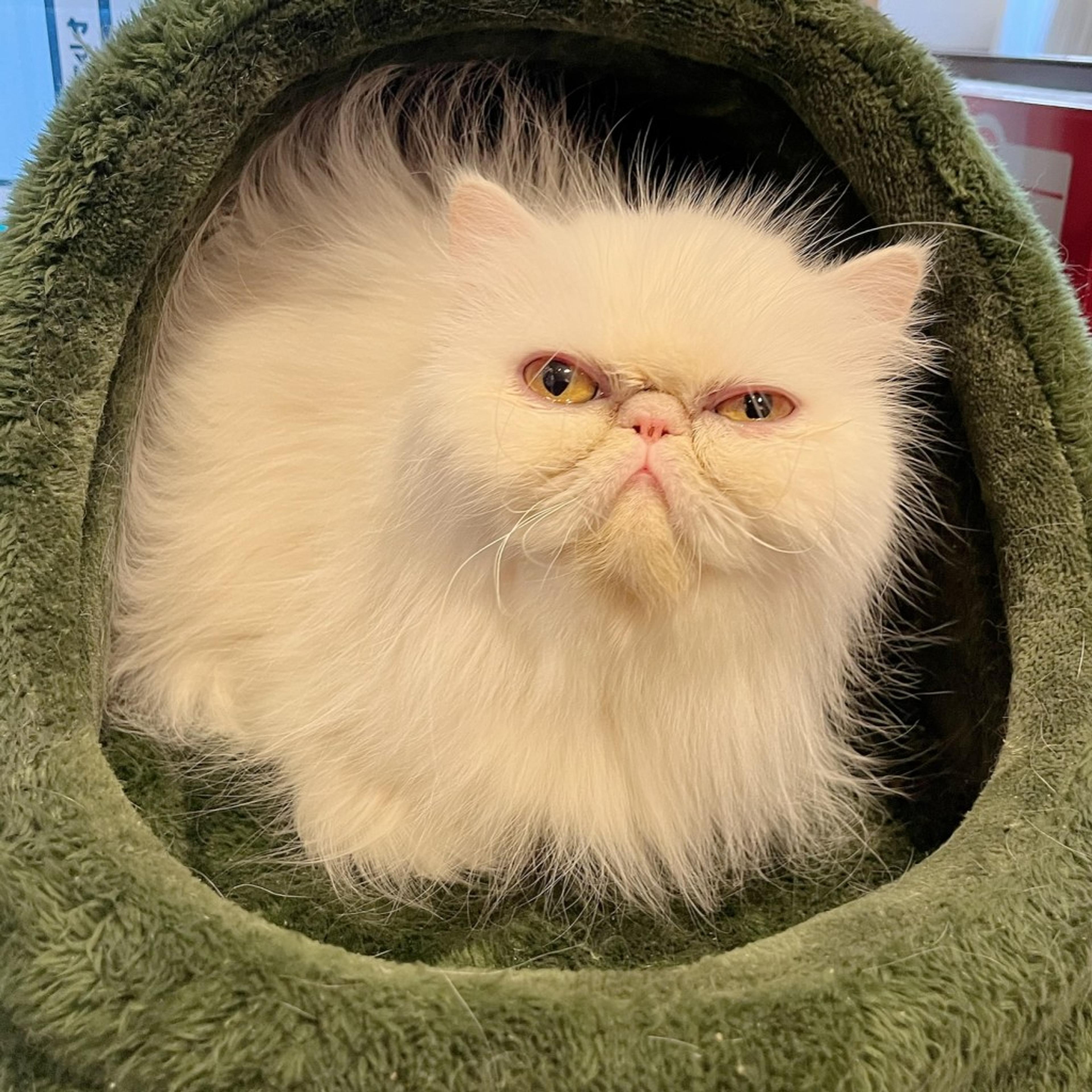 pet-image-4