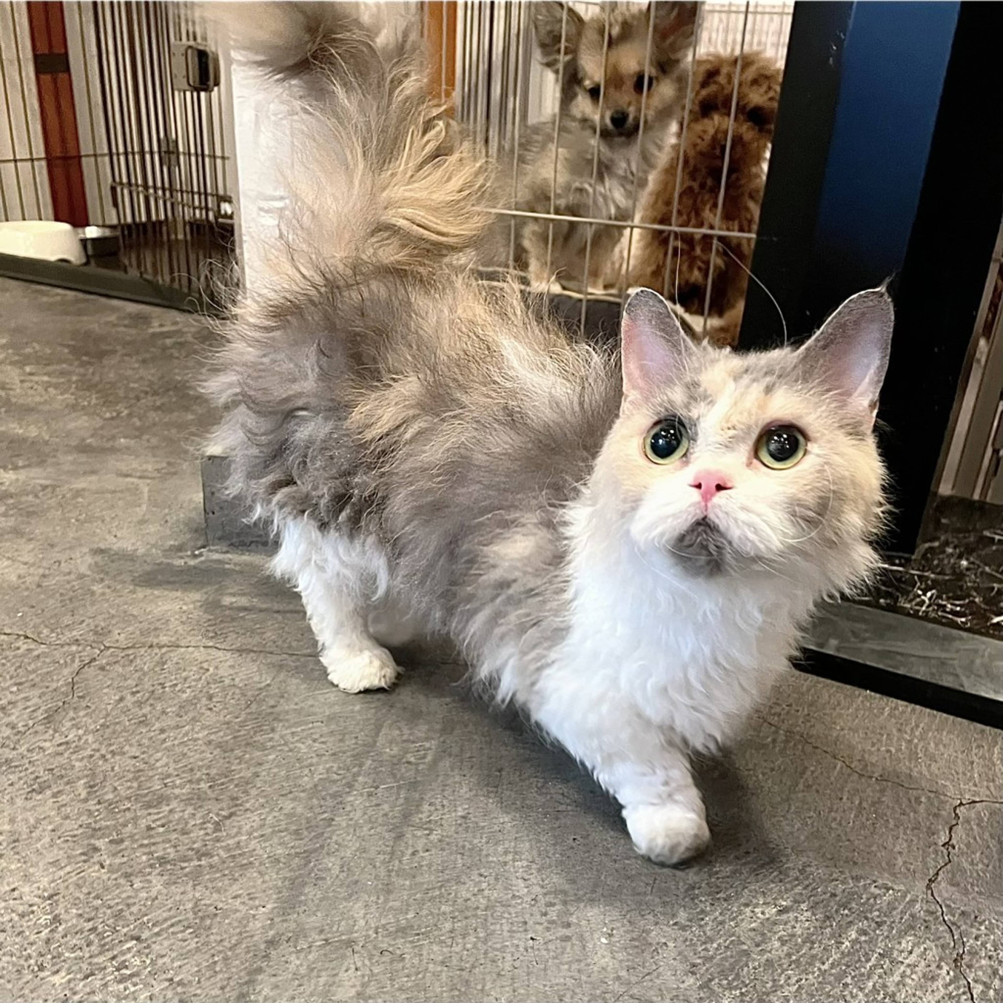 雑種（ミックス猫）・メスの里親募集の写真