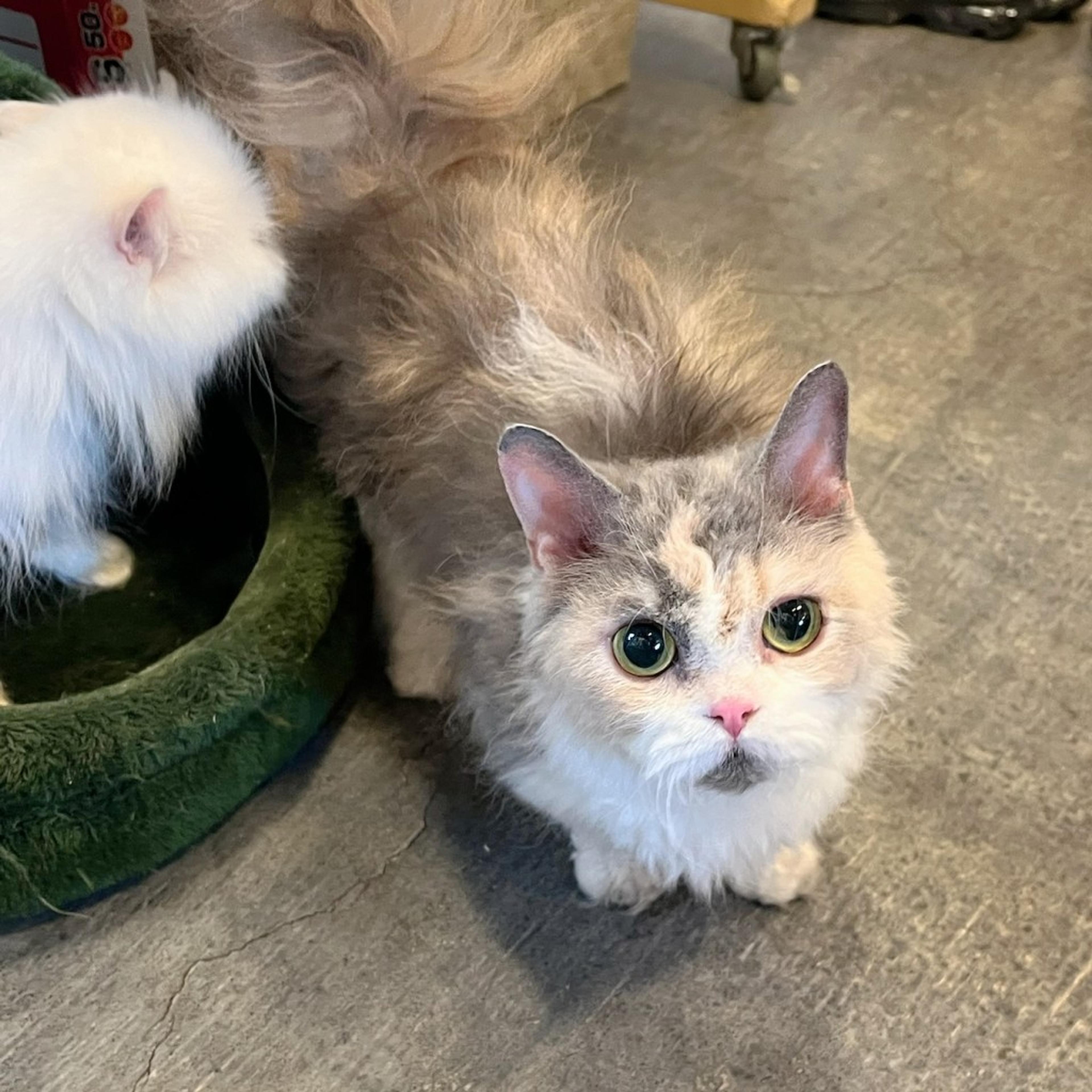 pet-image-2