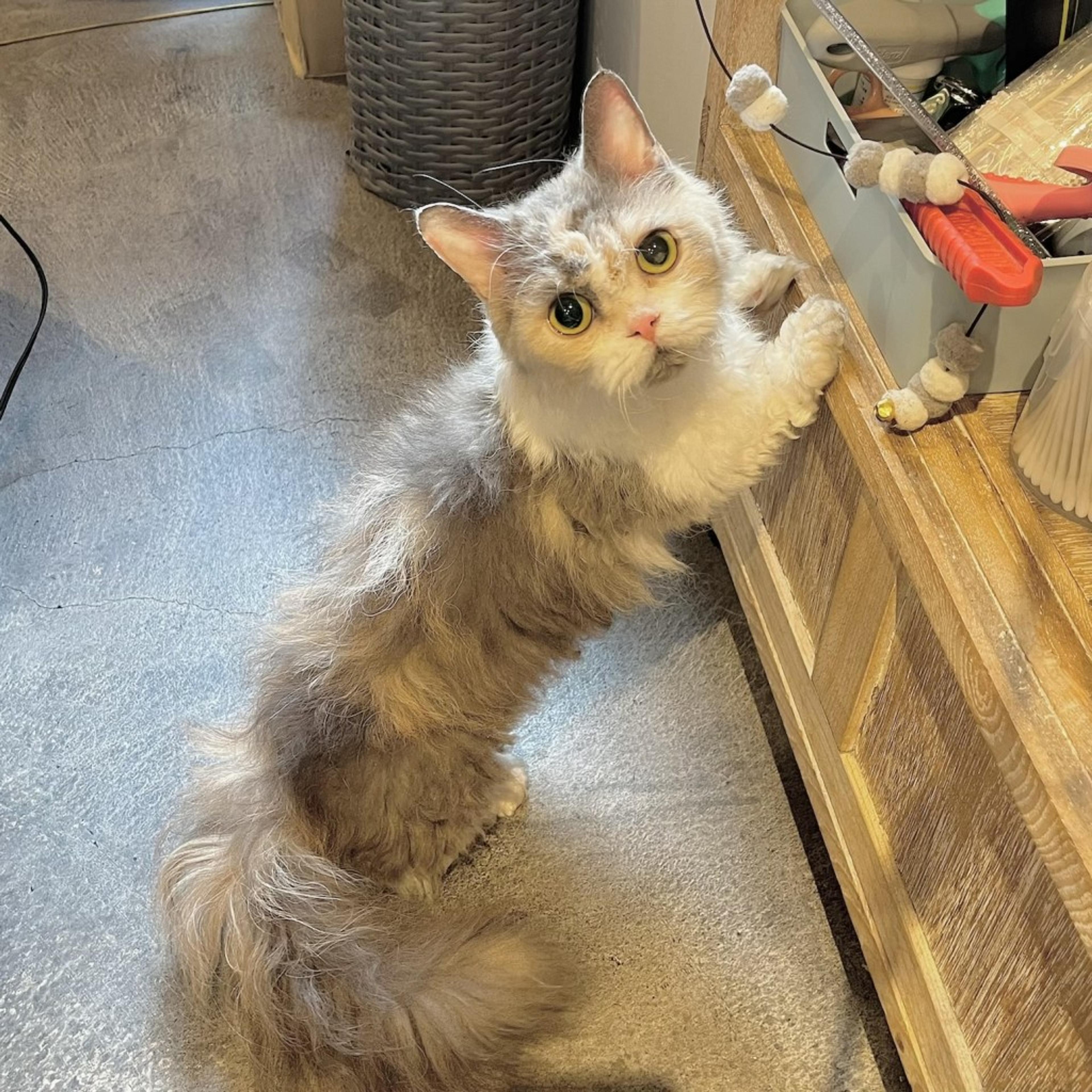 pet-image-5