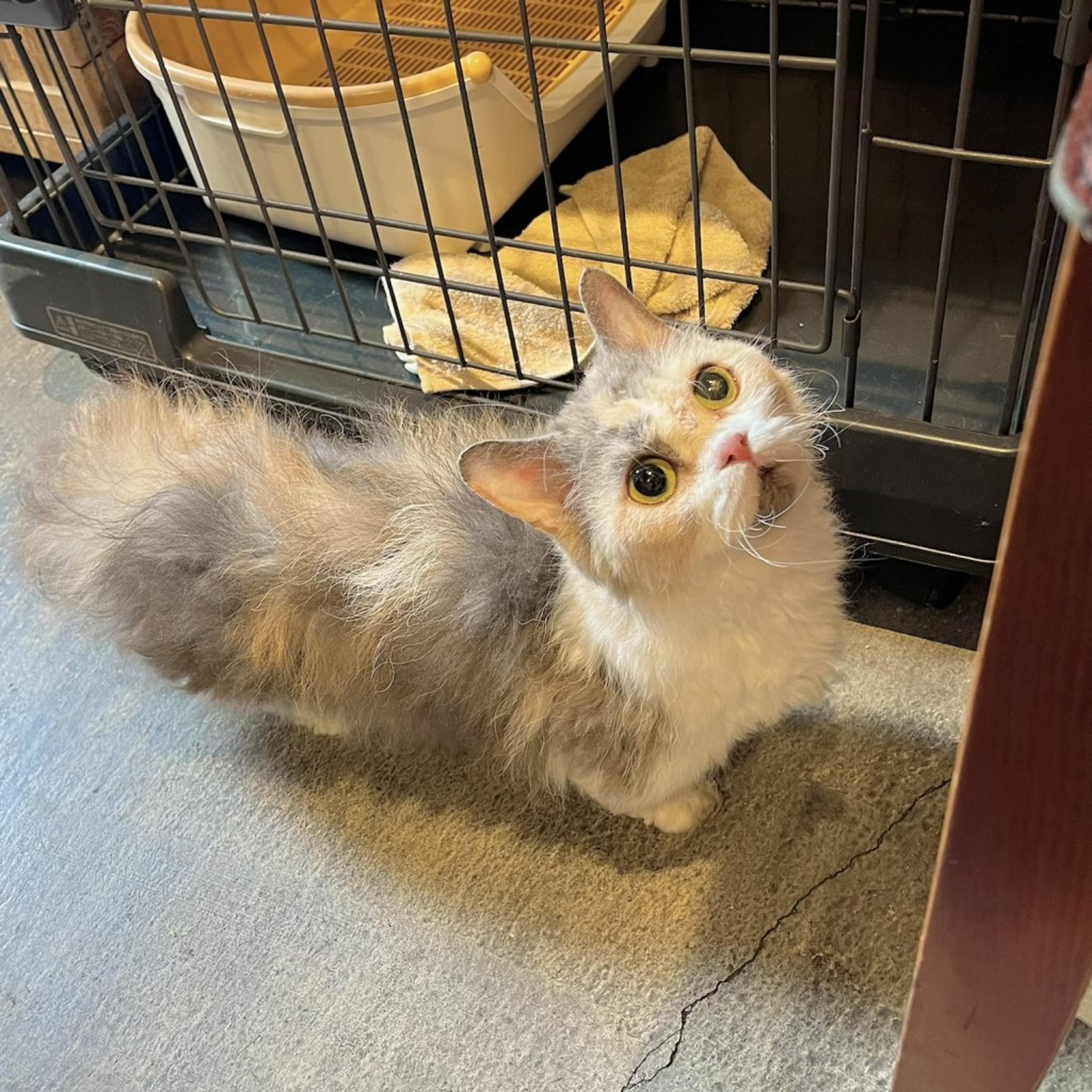 pet-image-6