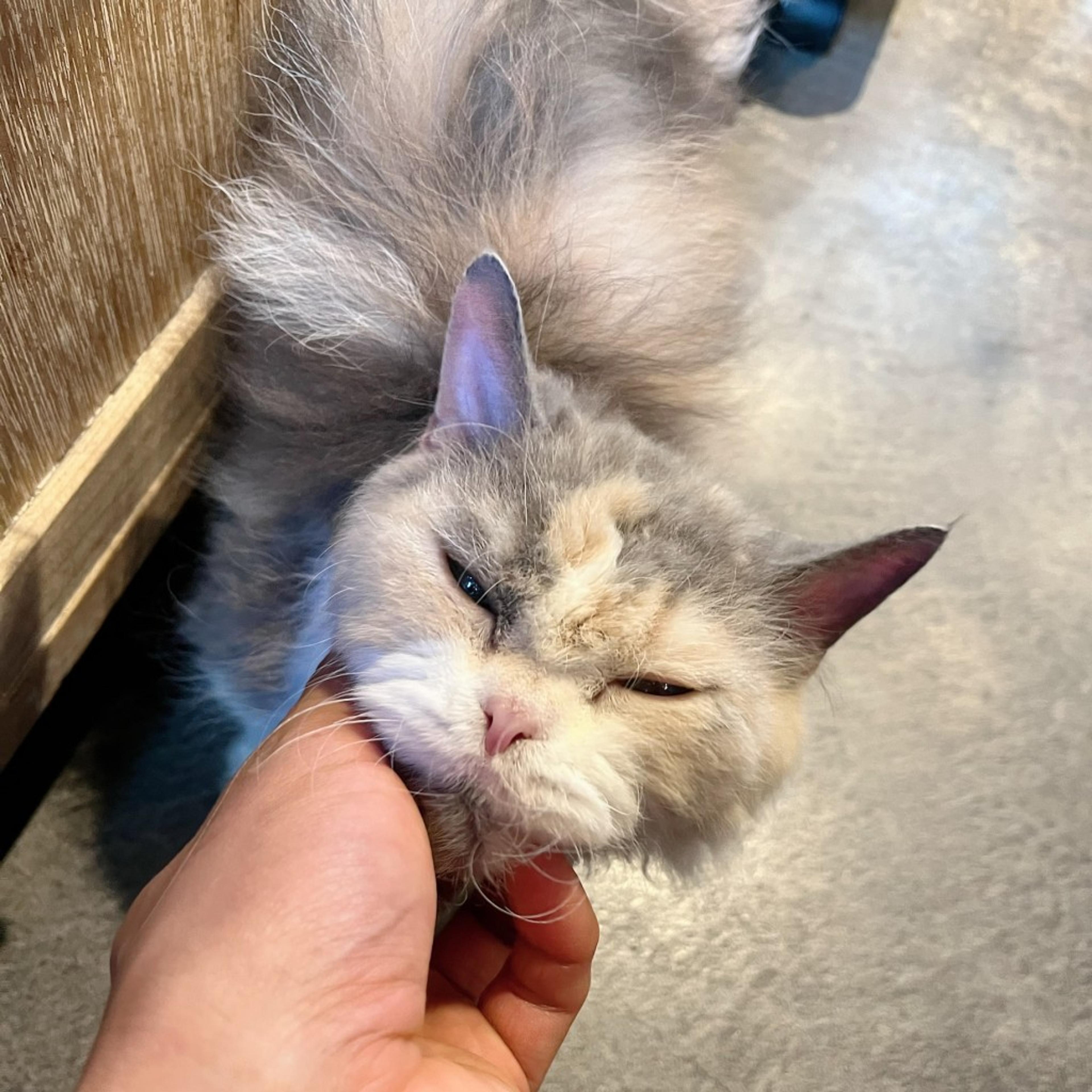 pet-image-7