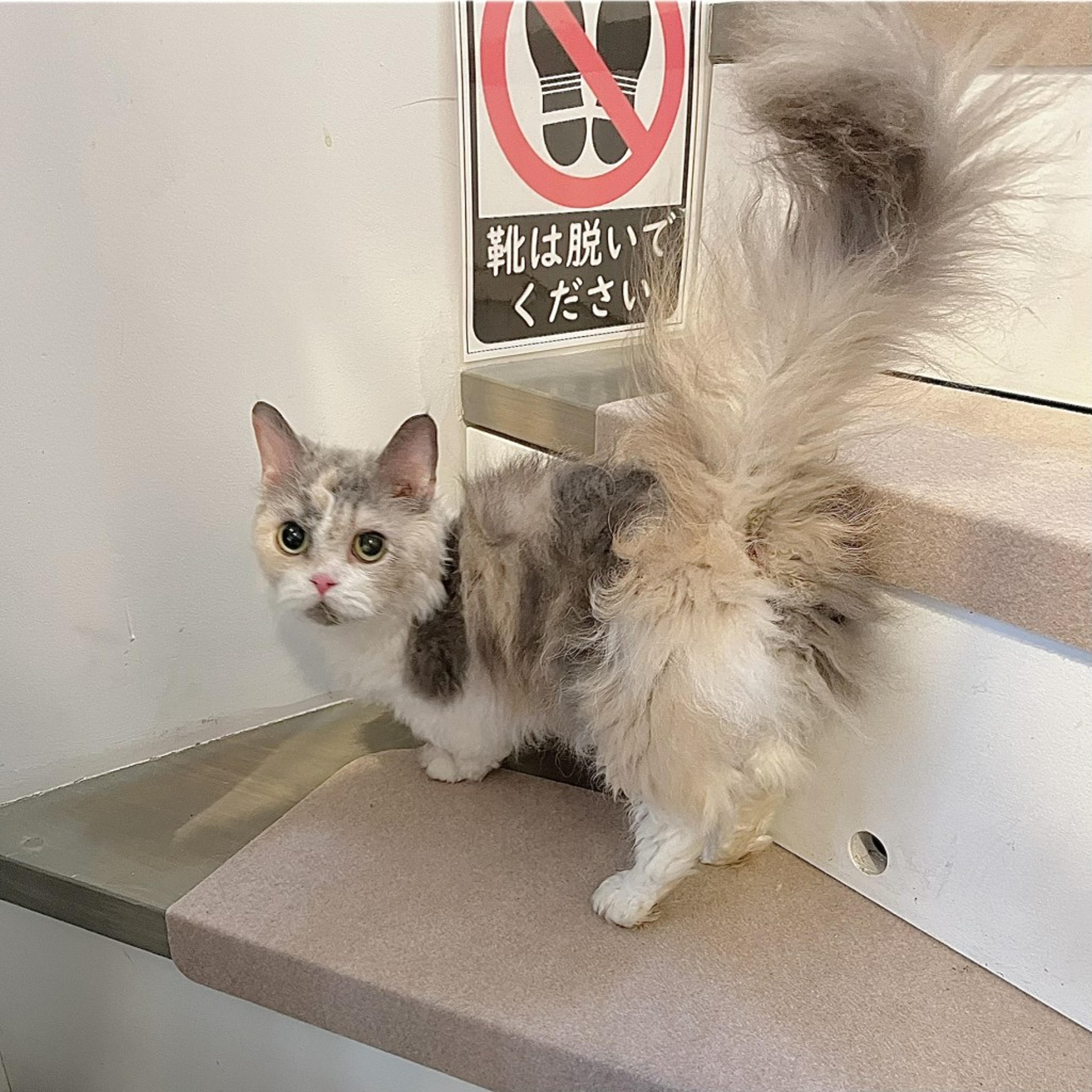 pet-image-8