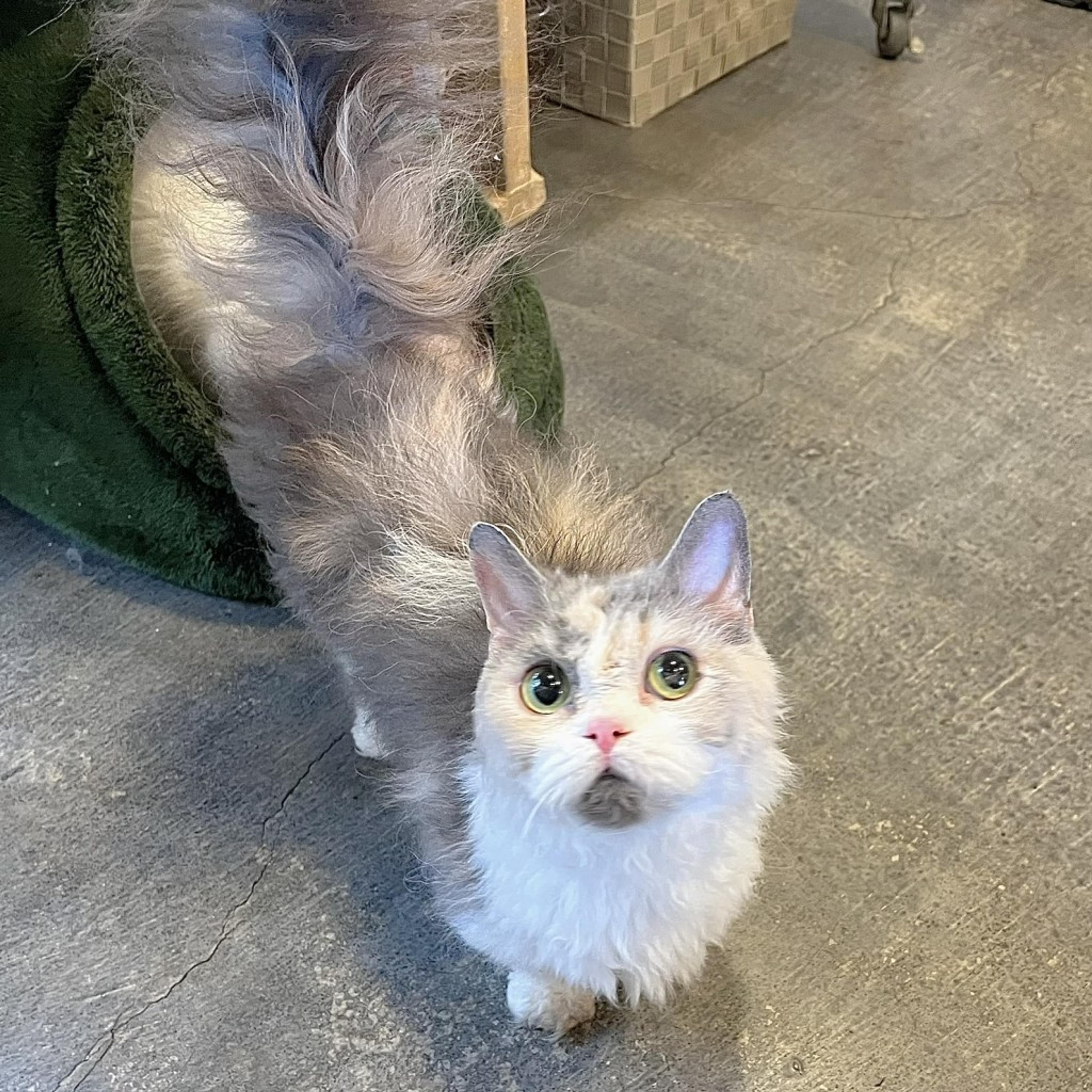 pet-image-3