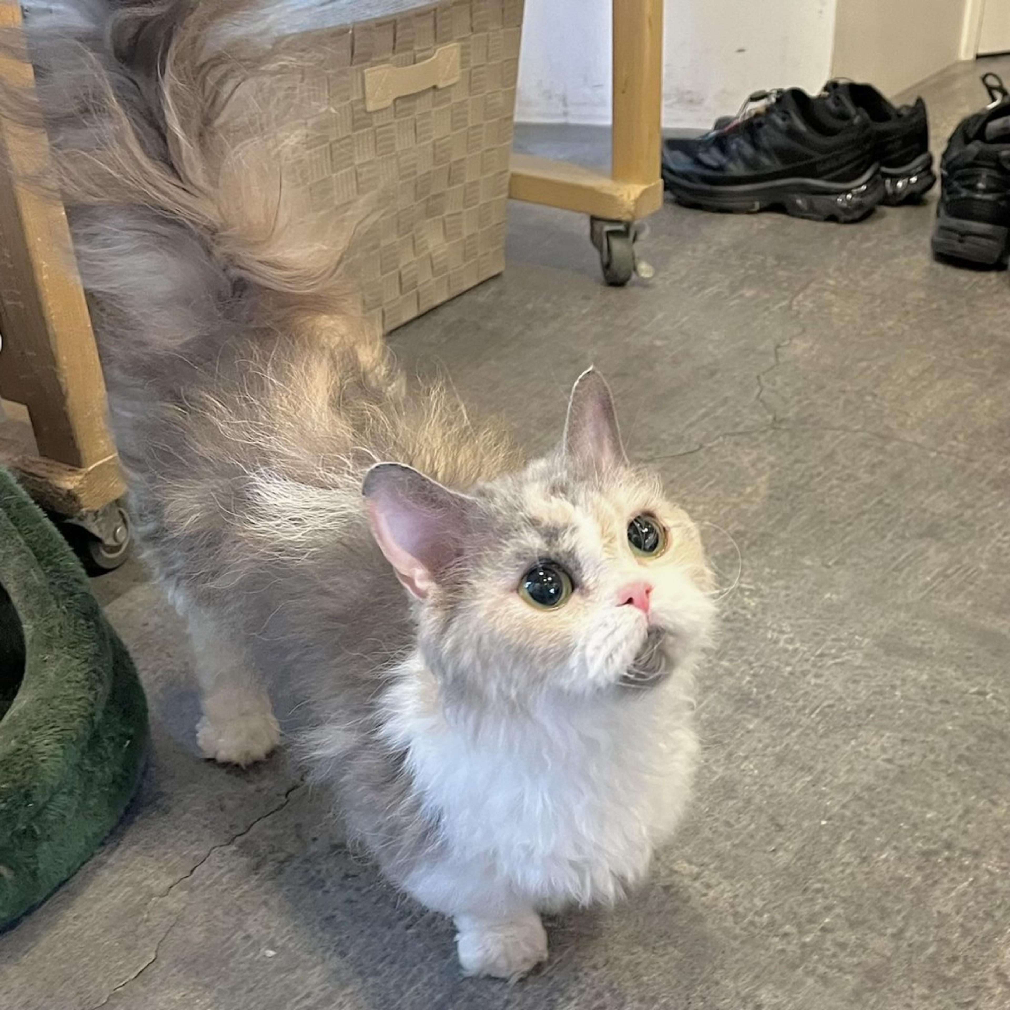 pet-image-4