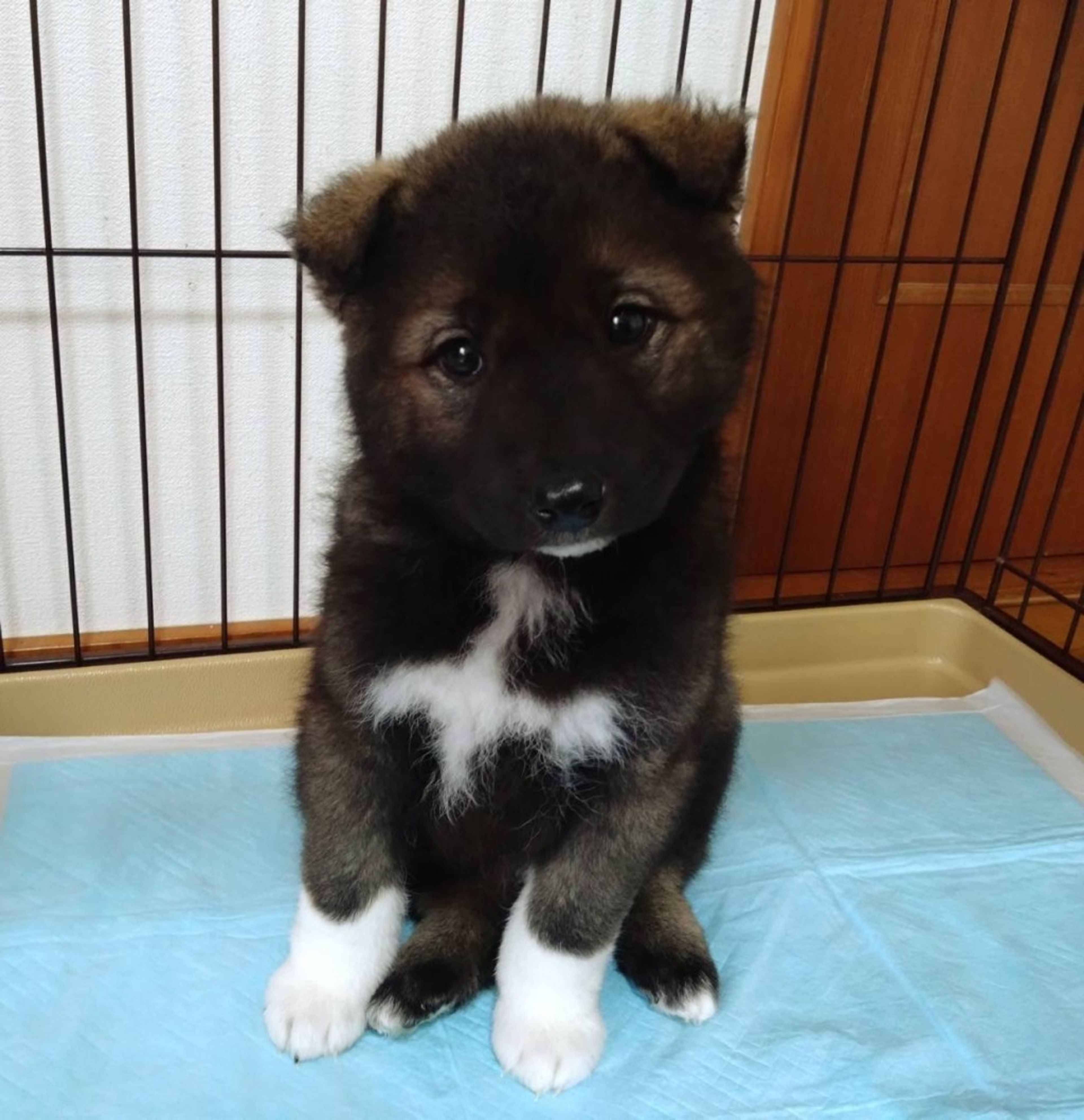 pet-image-4