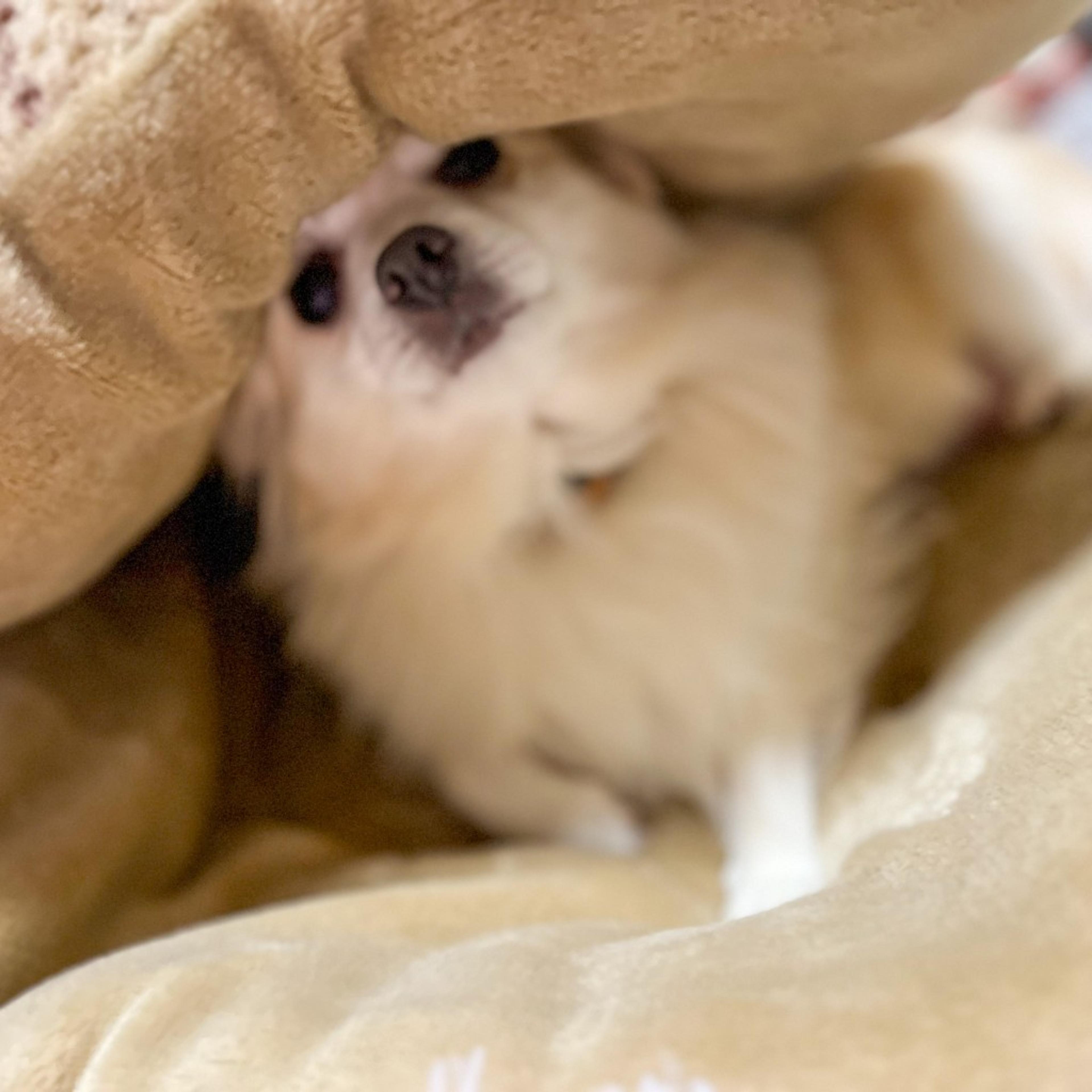 pet-image-10