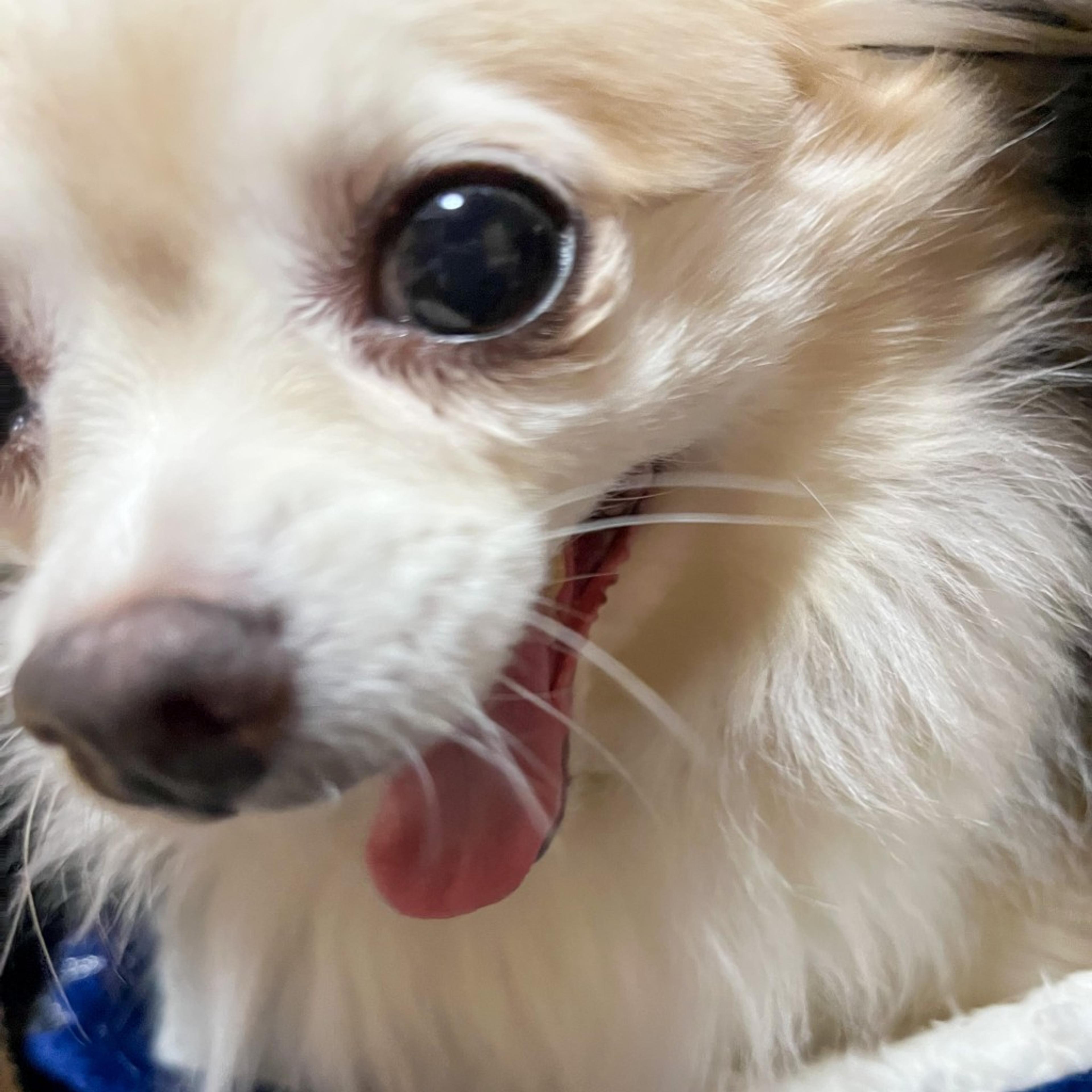 pet-image-5