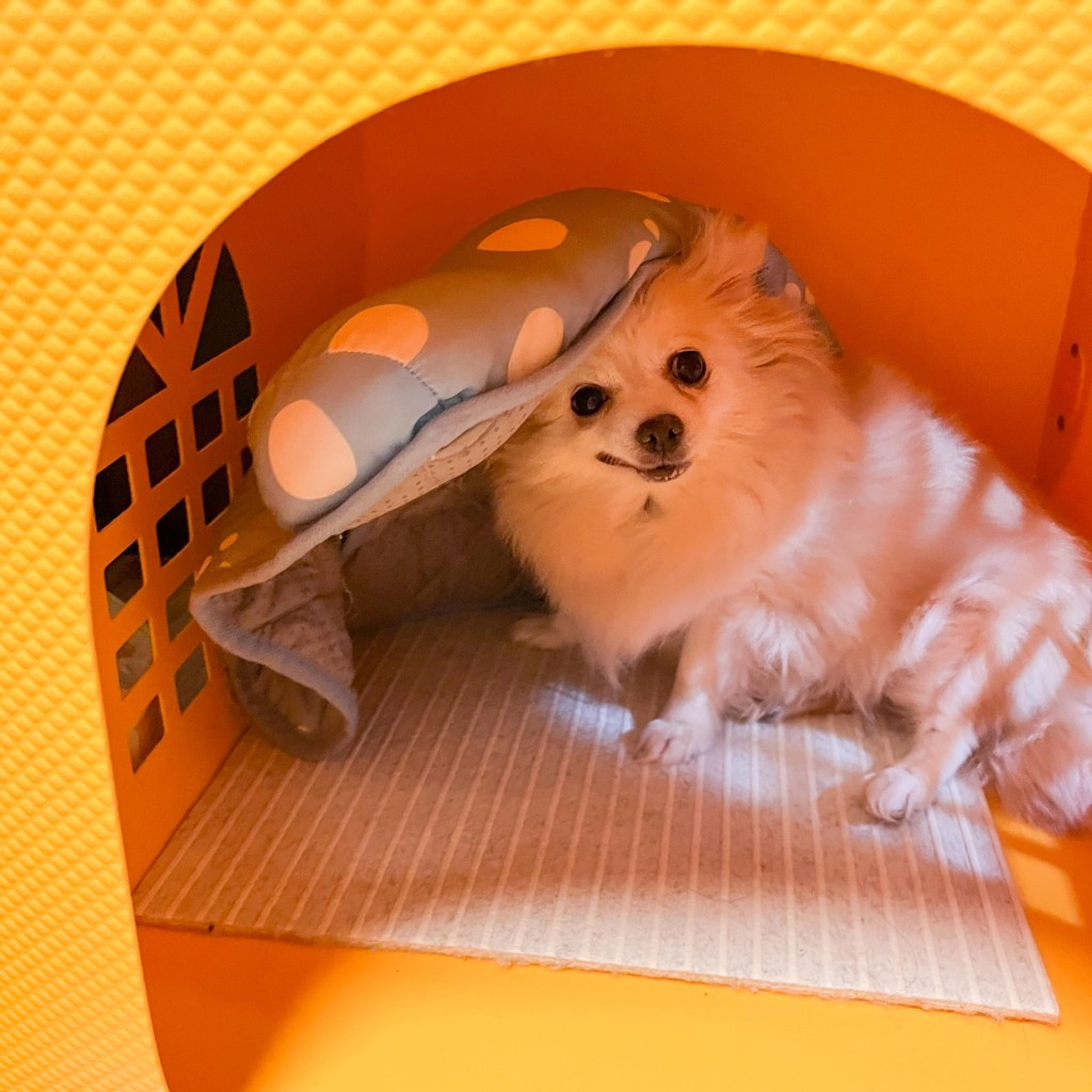 pet-image-8