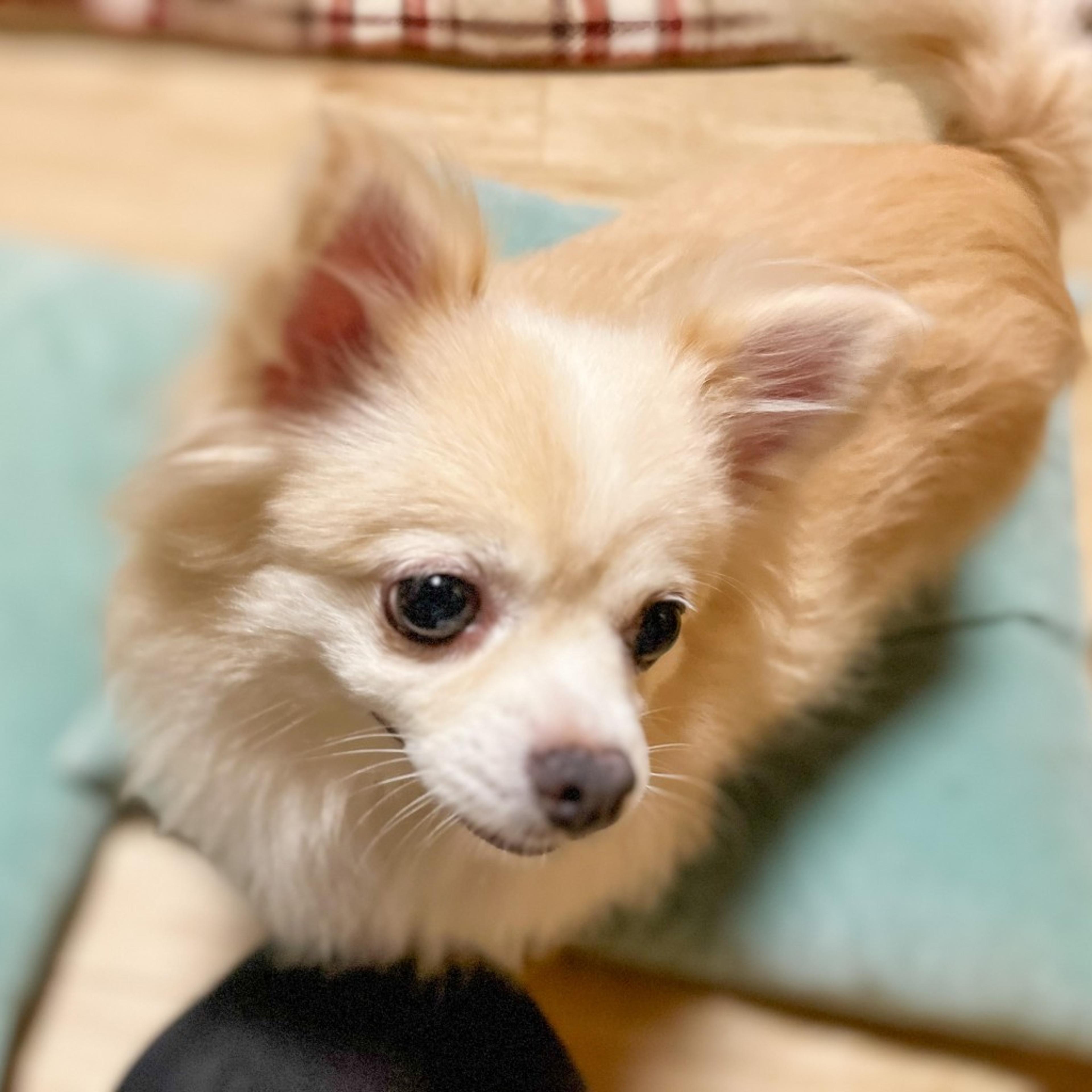 pet-image-2