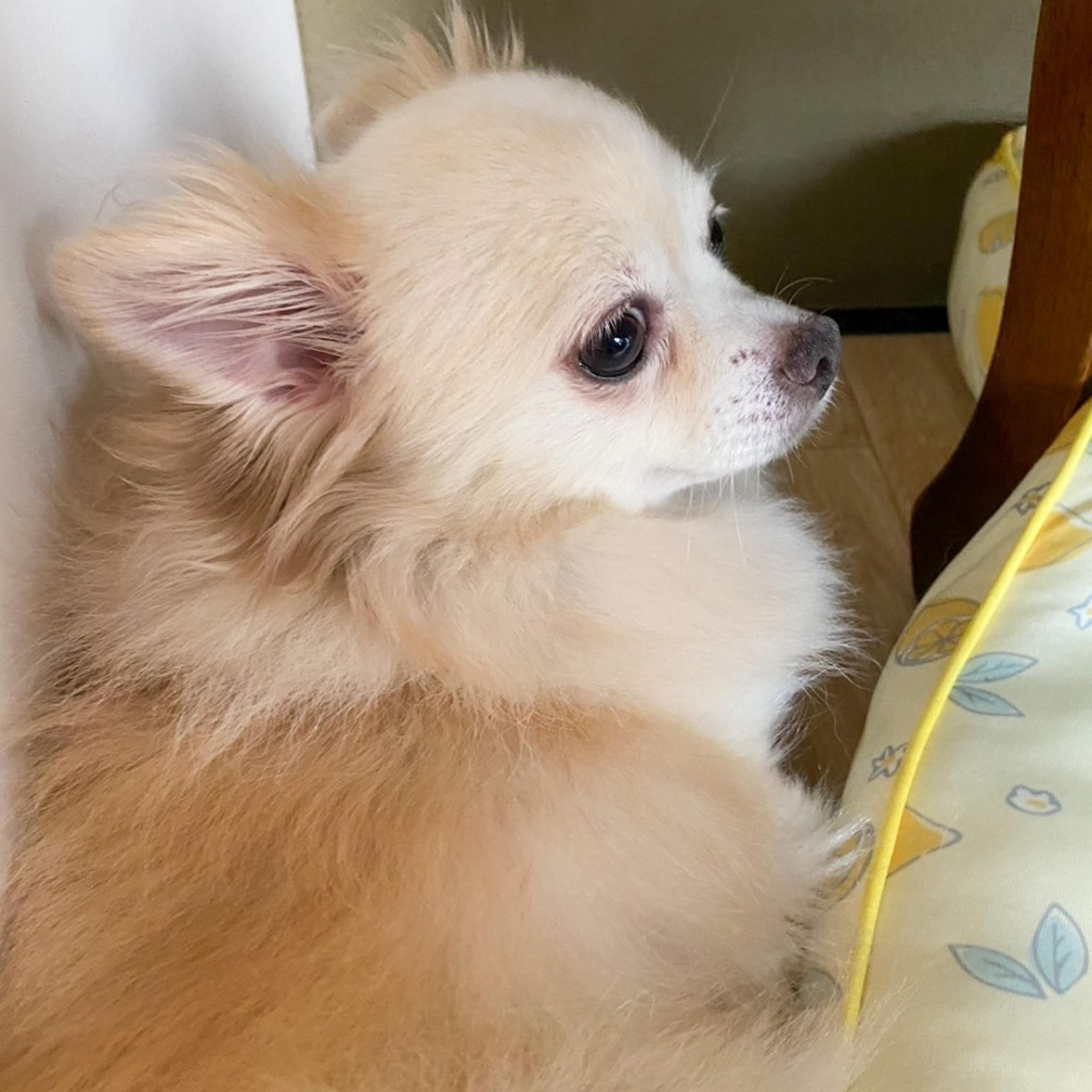 pet-image-3
