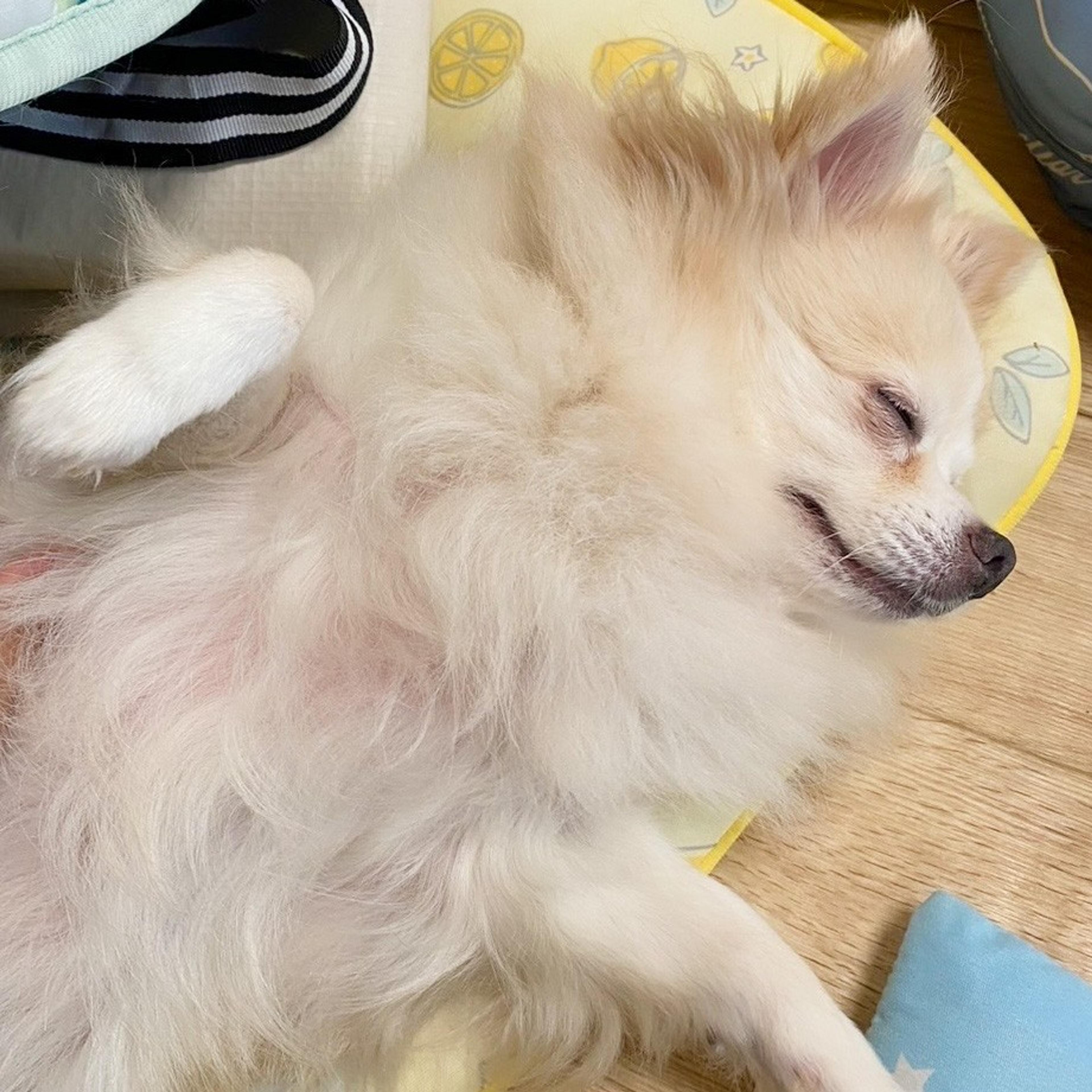 pet-image-4