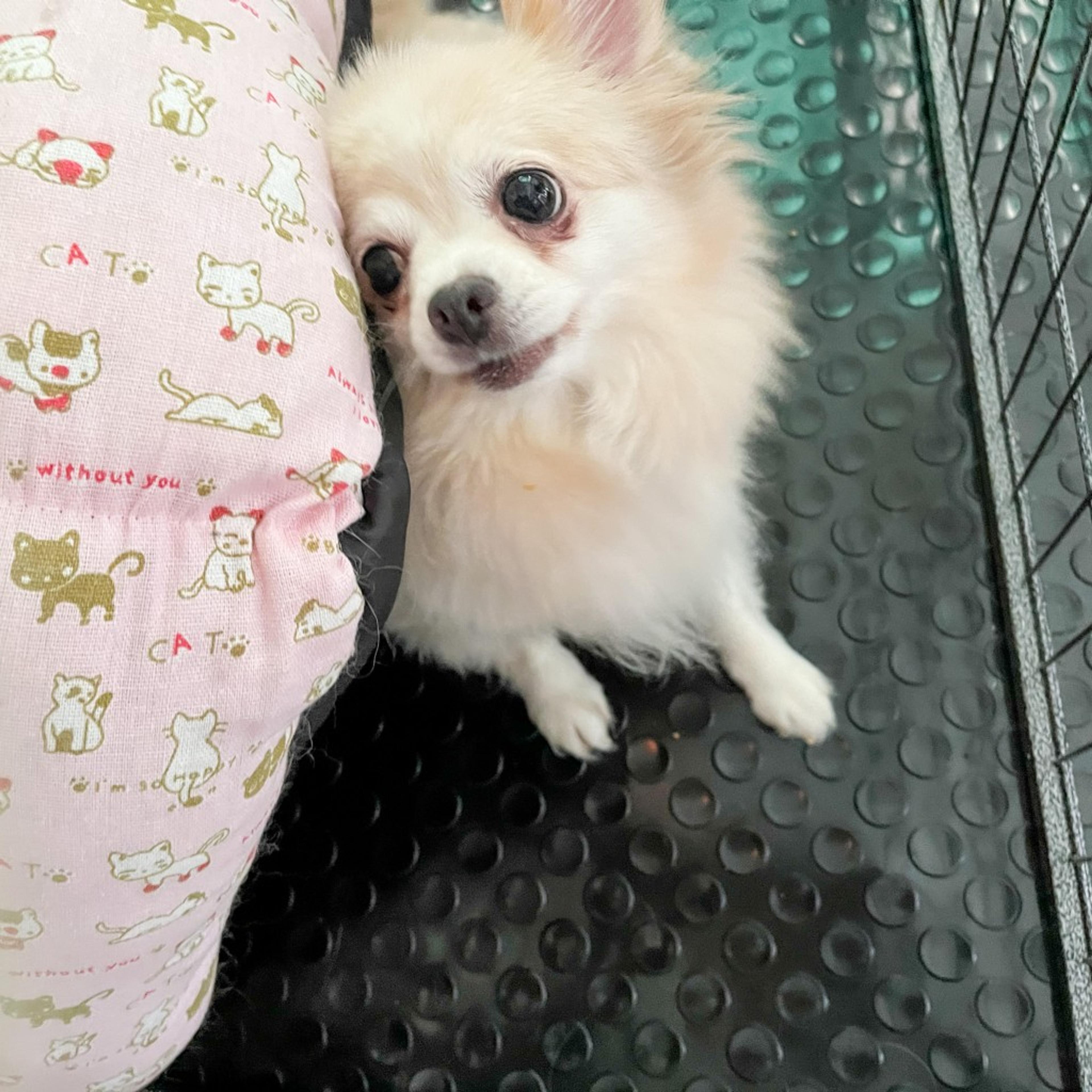pet-image-6