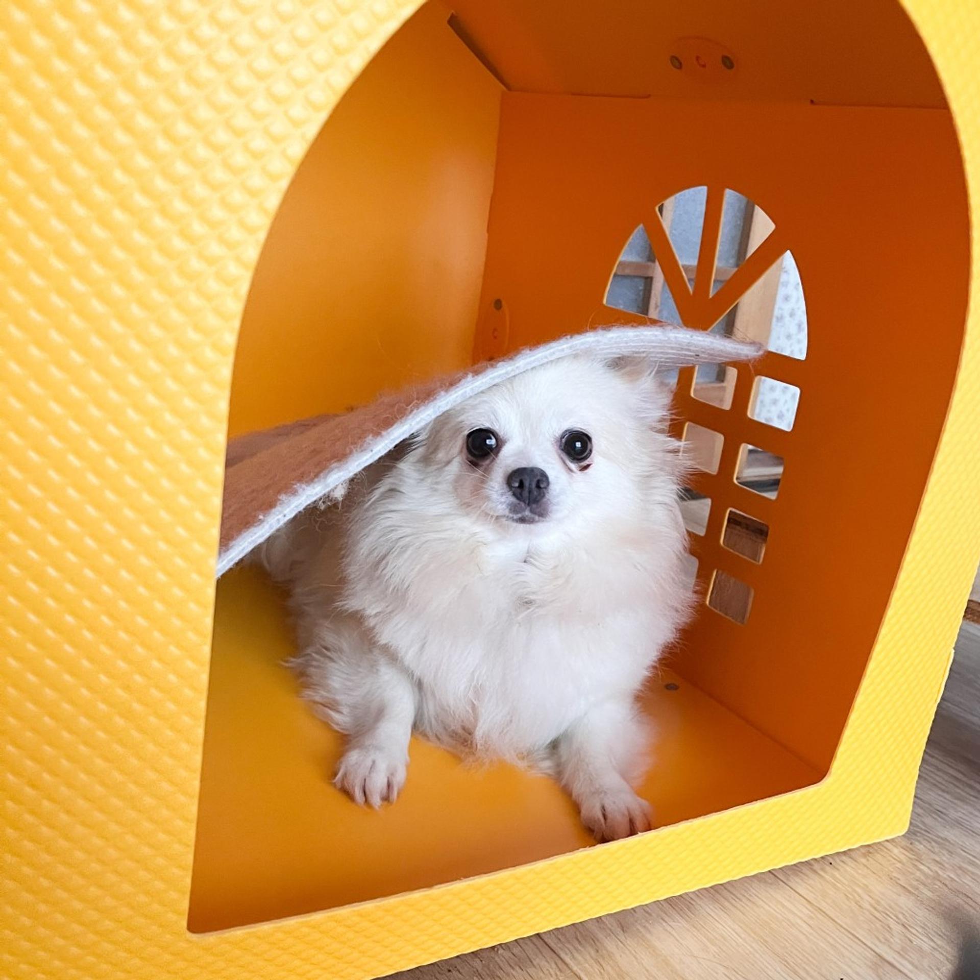 pet-image-7