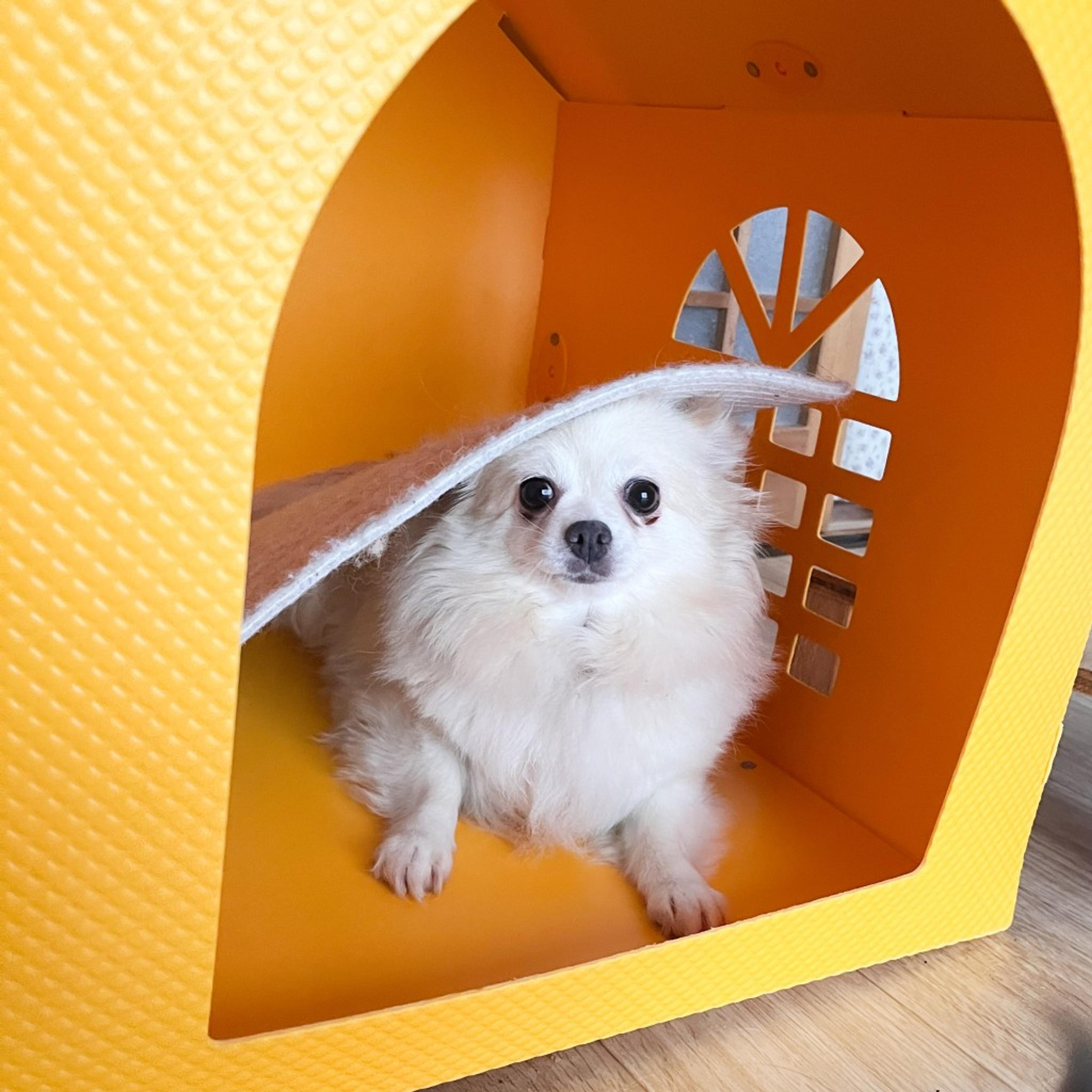 pet-image-7