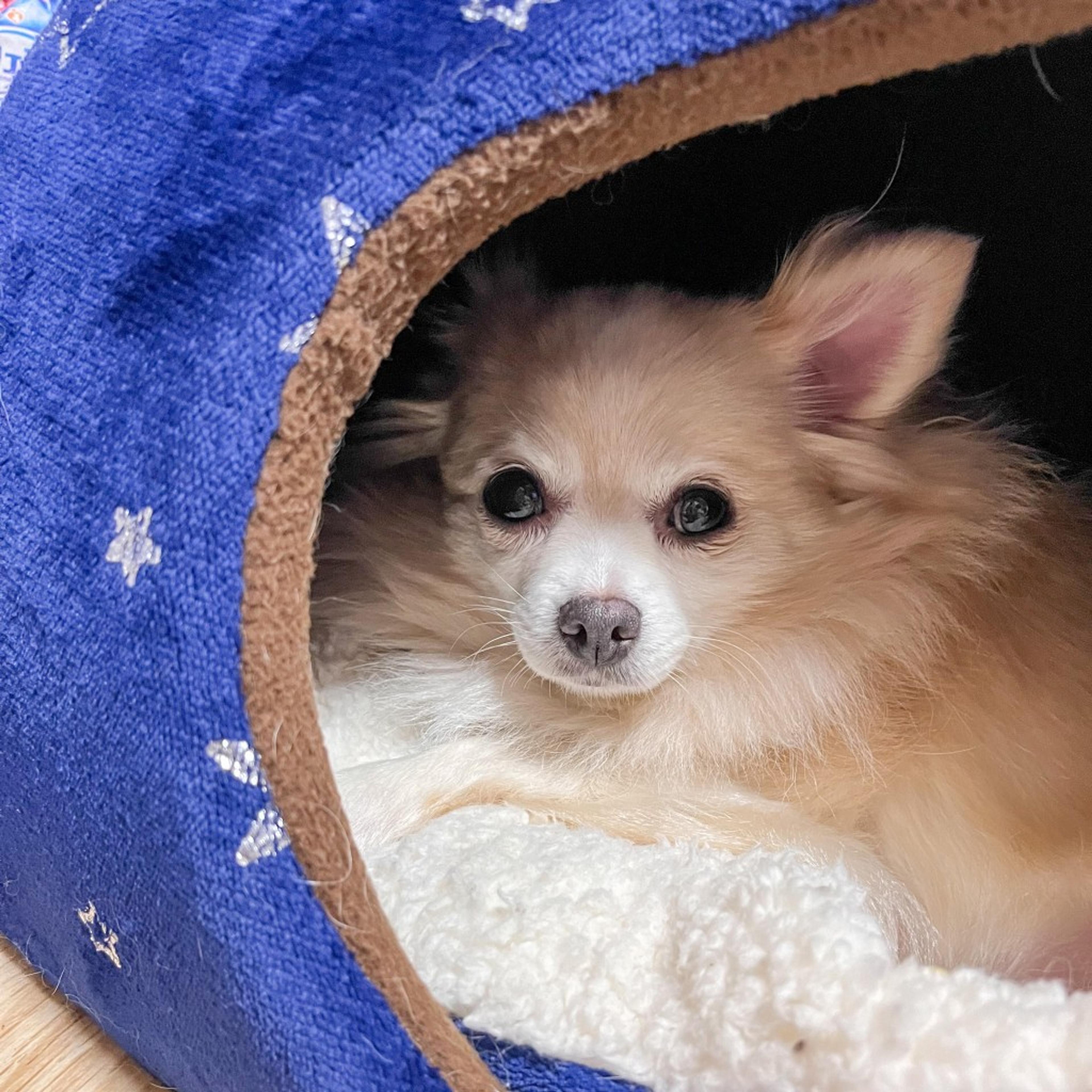 pet-image-9