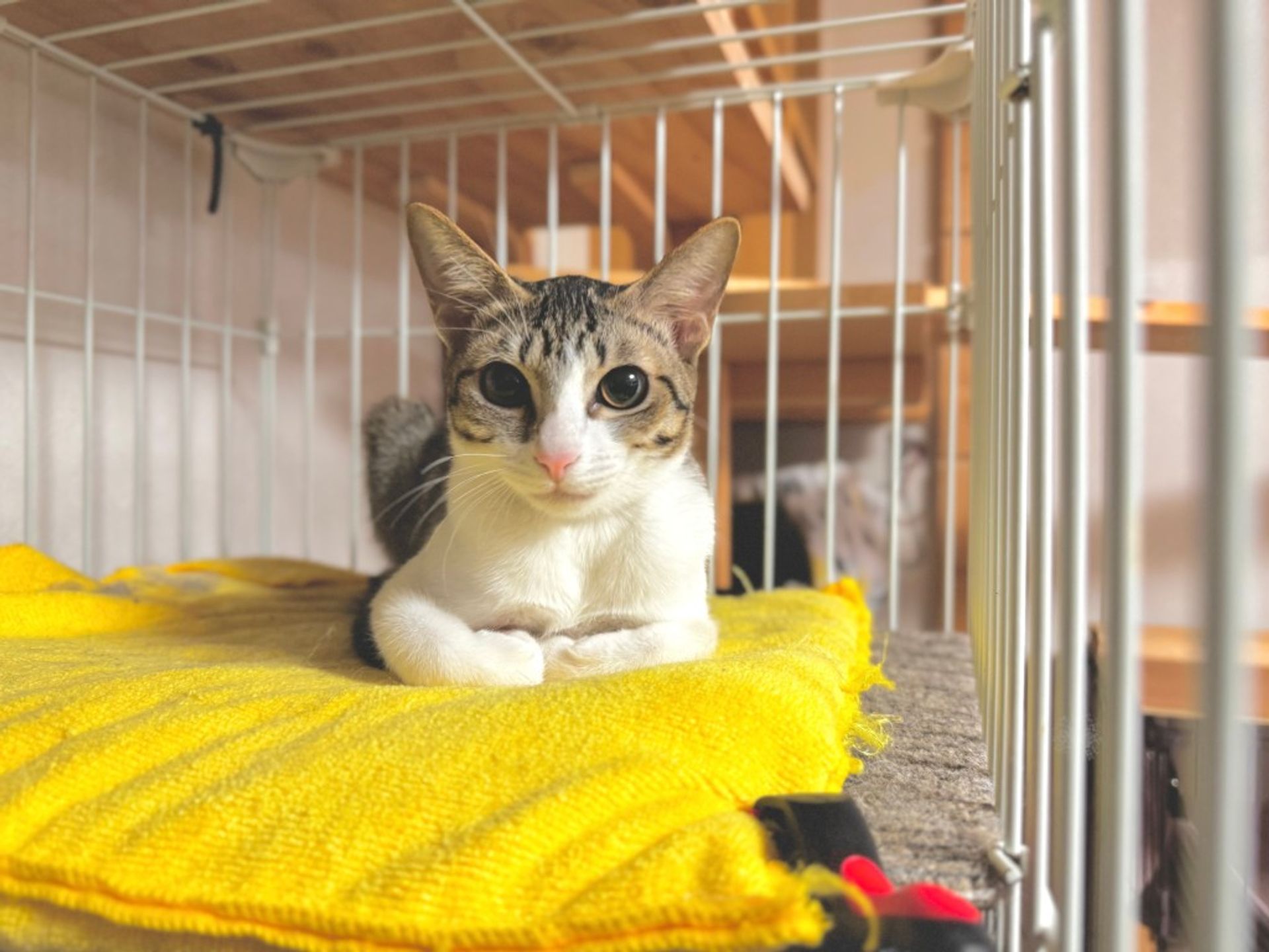 雑種（ミックス猫）・メスの里親募集の写真