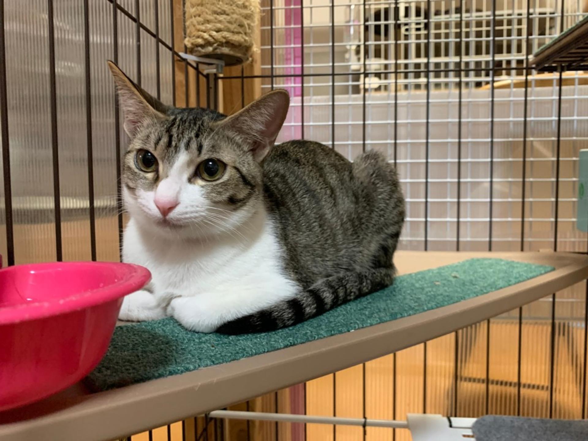 pet-image-2