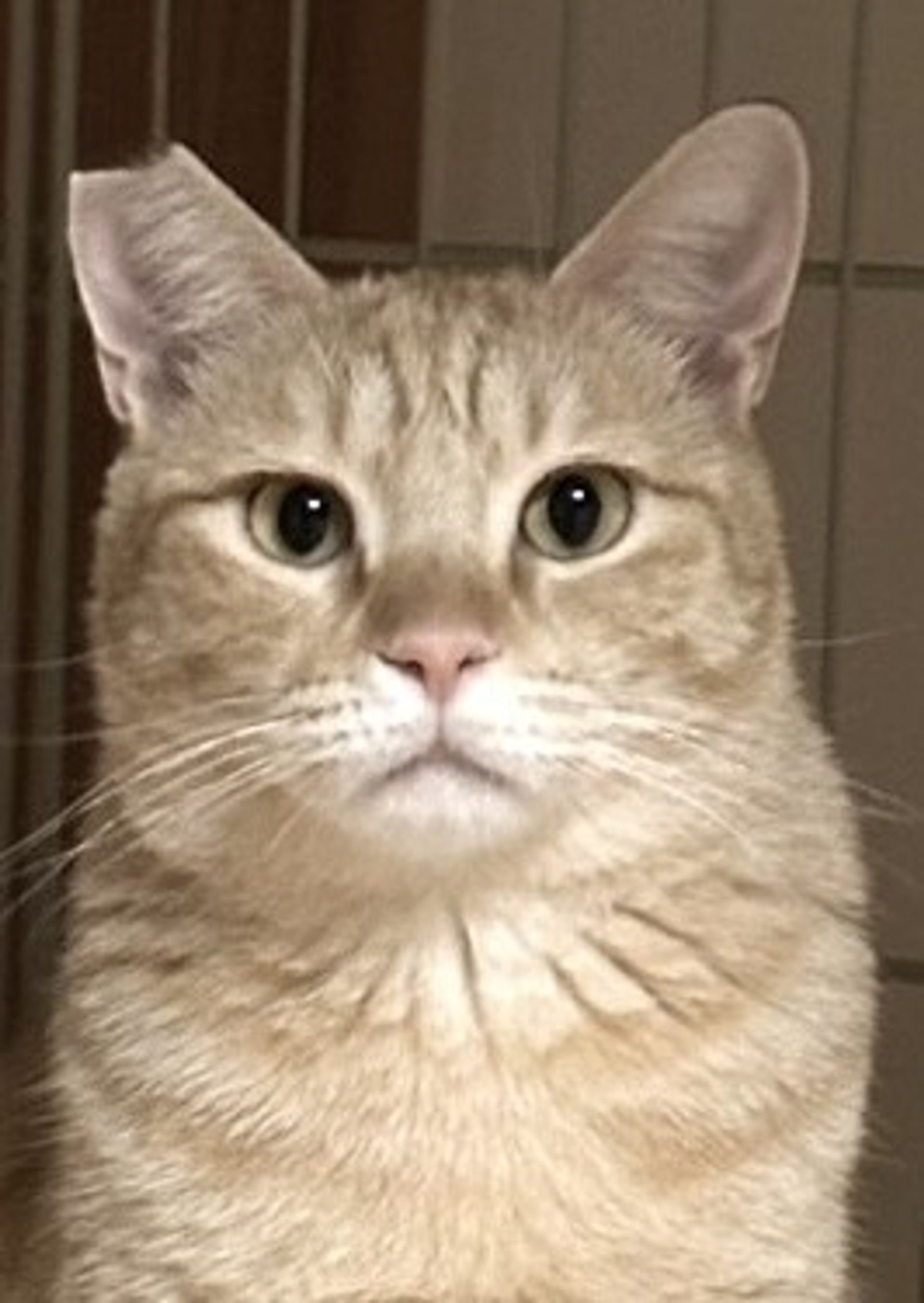 雑種（ミックス猫）・オスの里親募集の写真