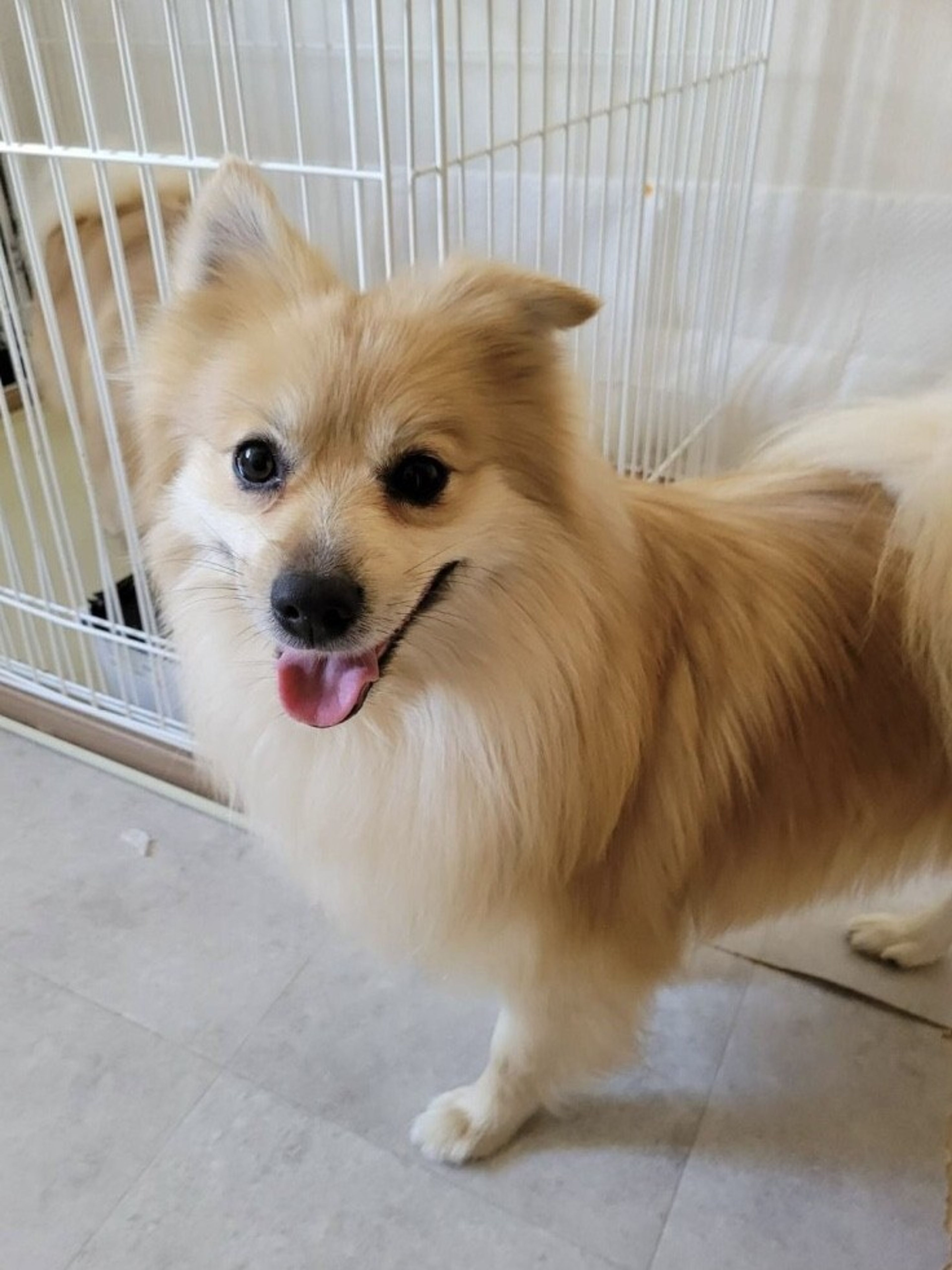 pet-image-3