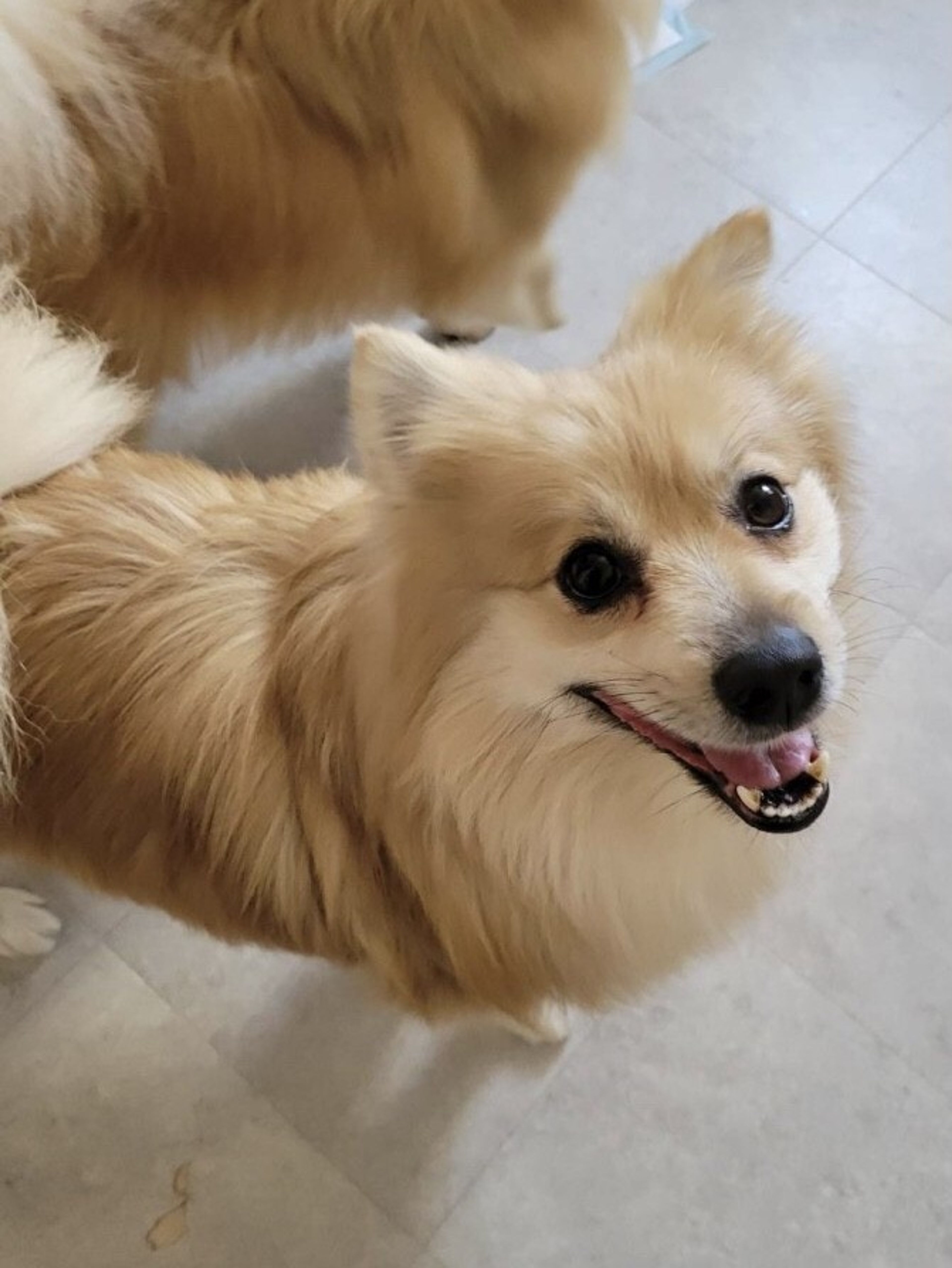 pet-image-4