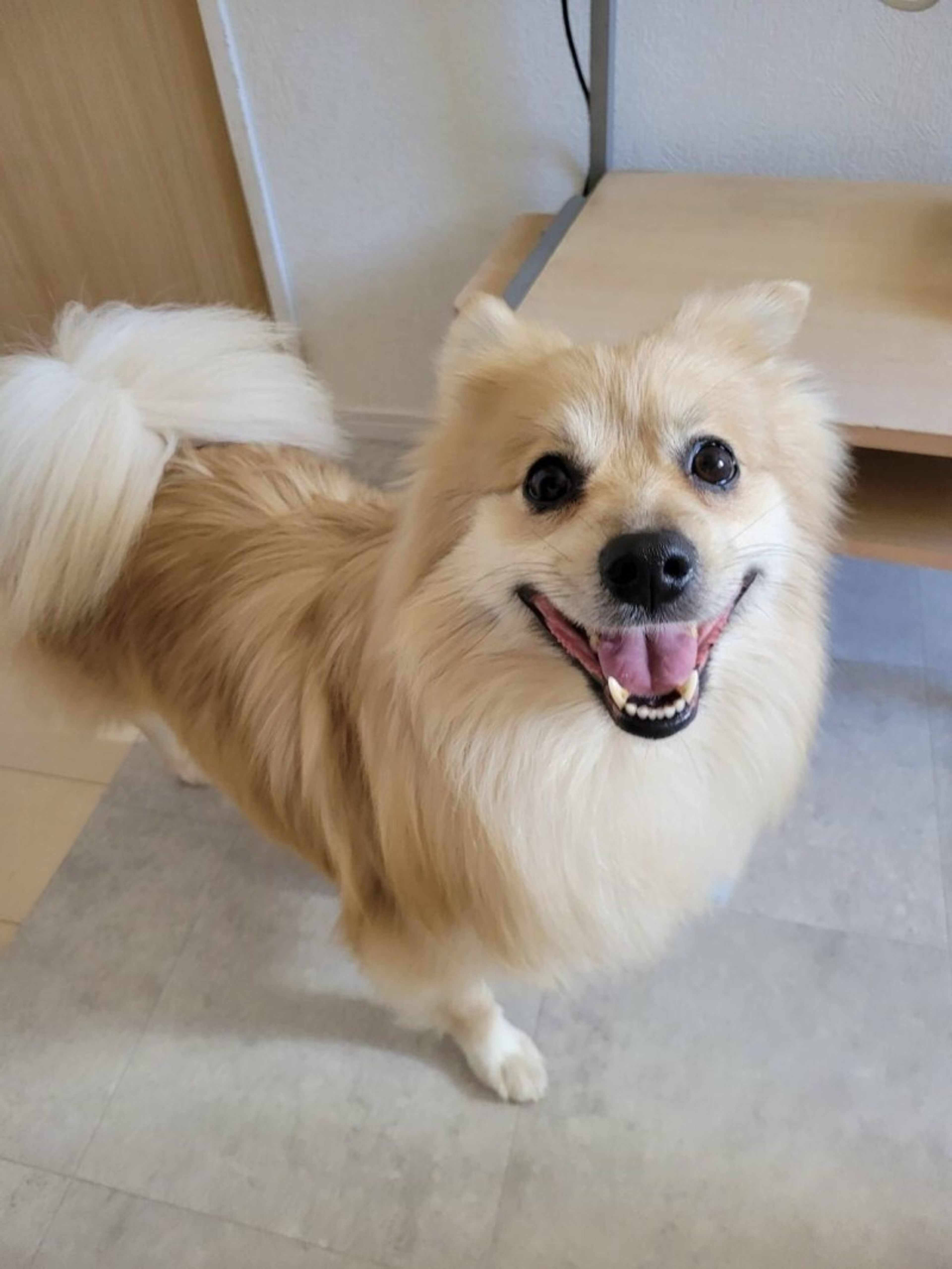 pet-image-2