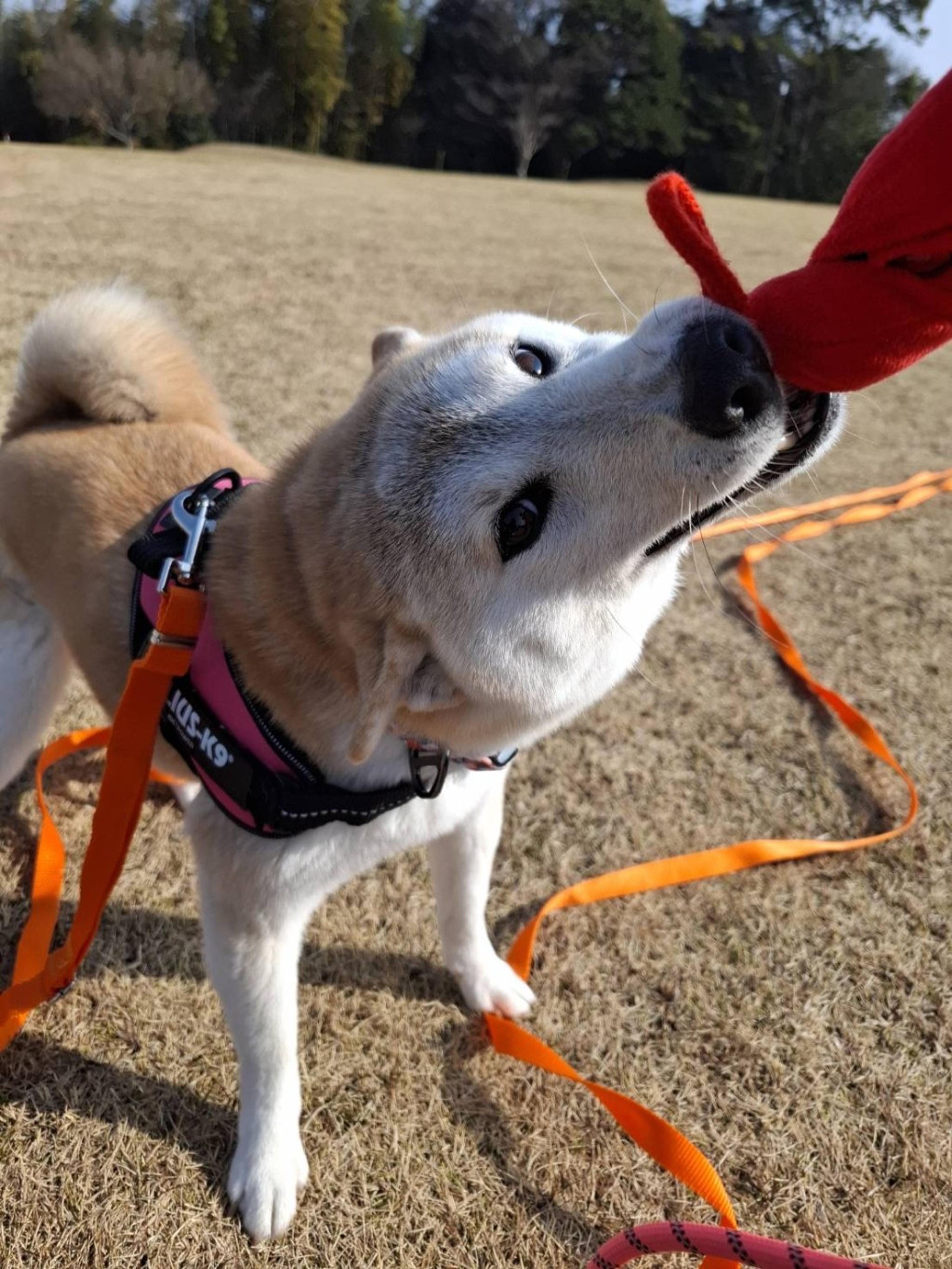pet-image-3