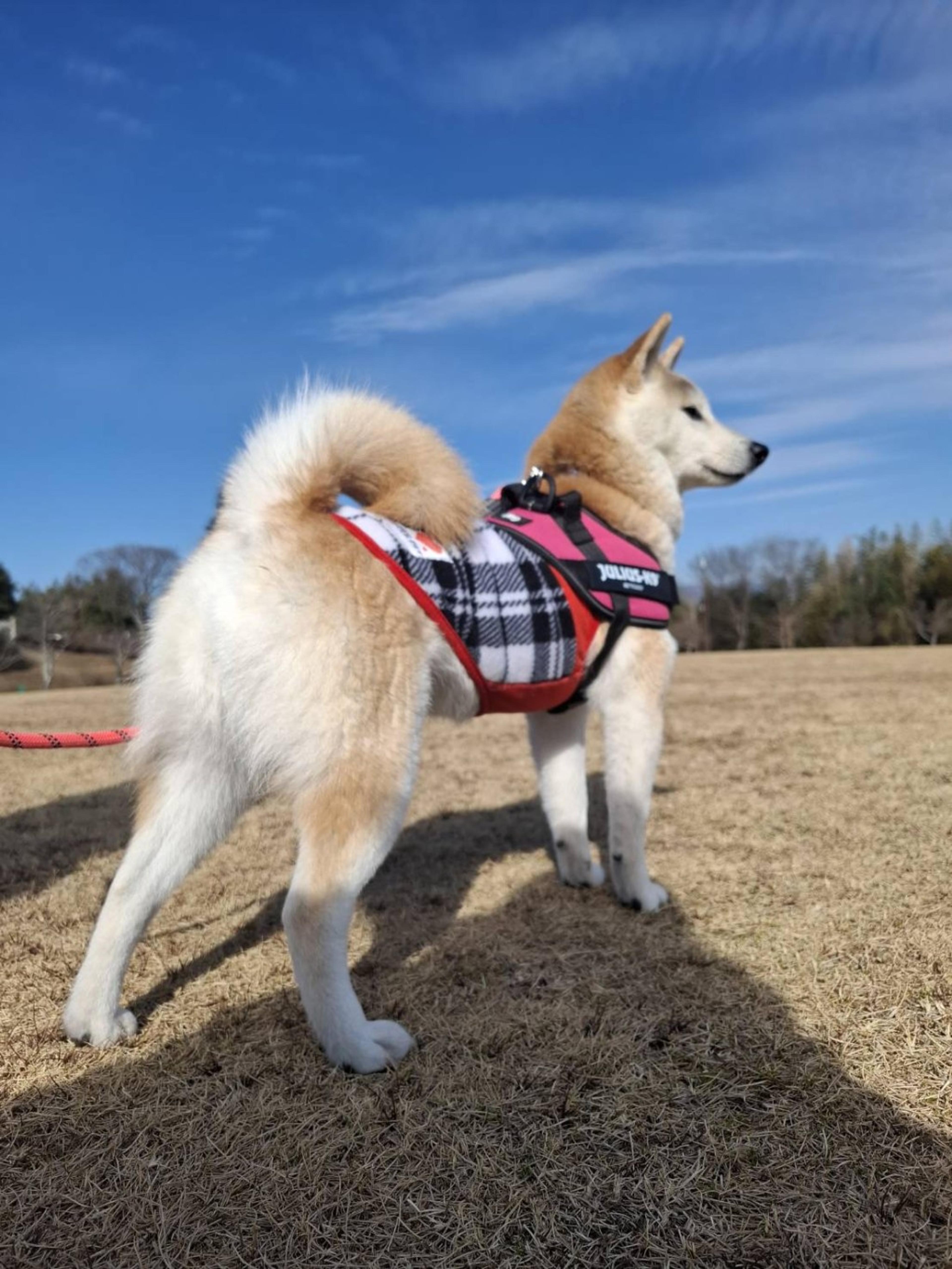 pet-image-4
