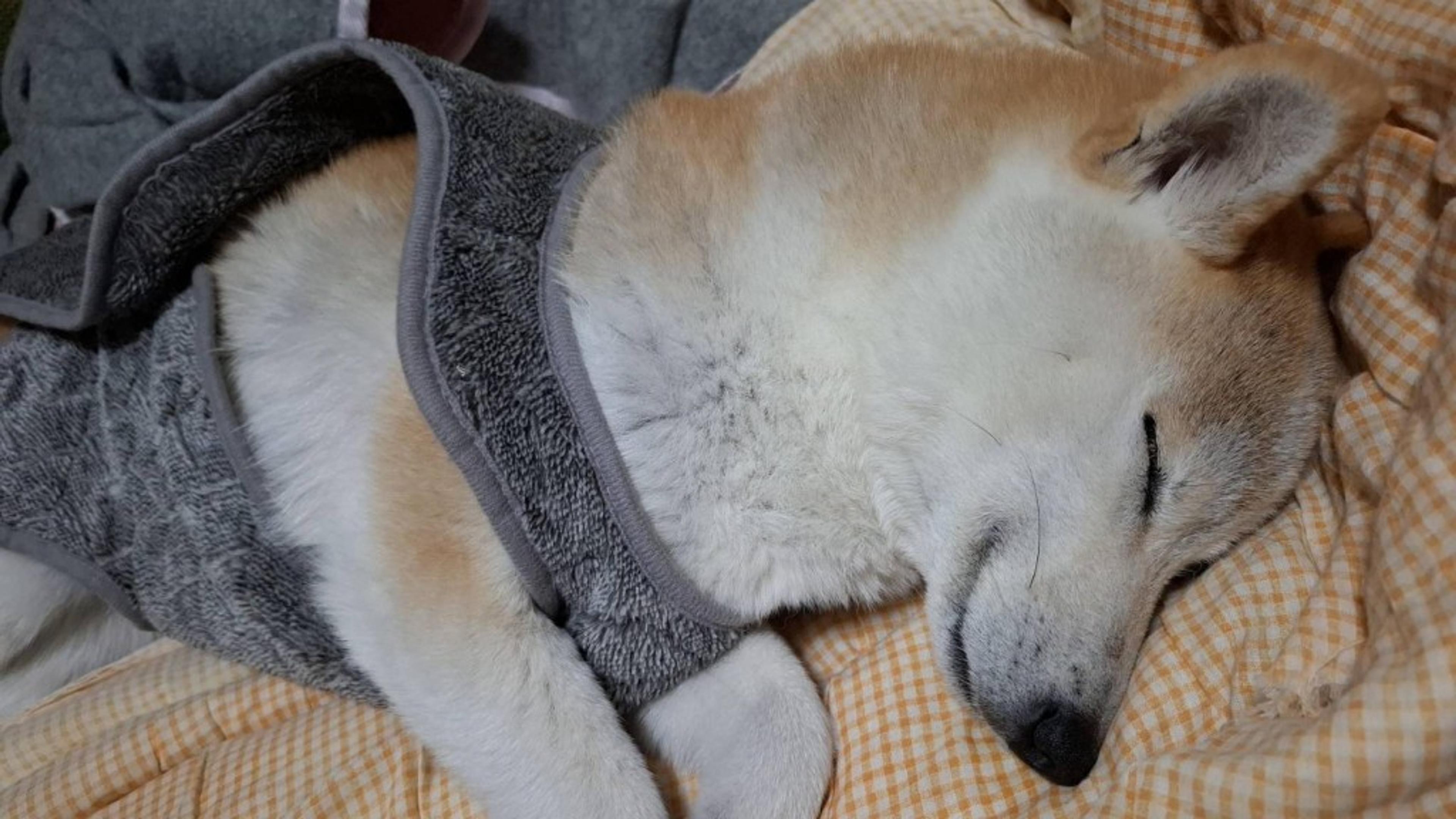 pet-image-5
