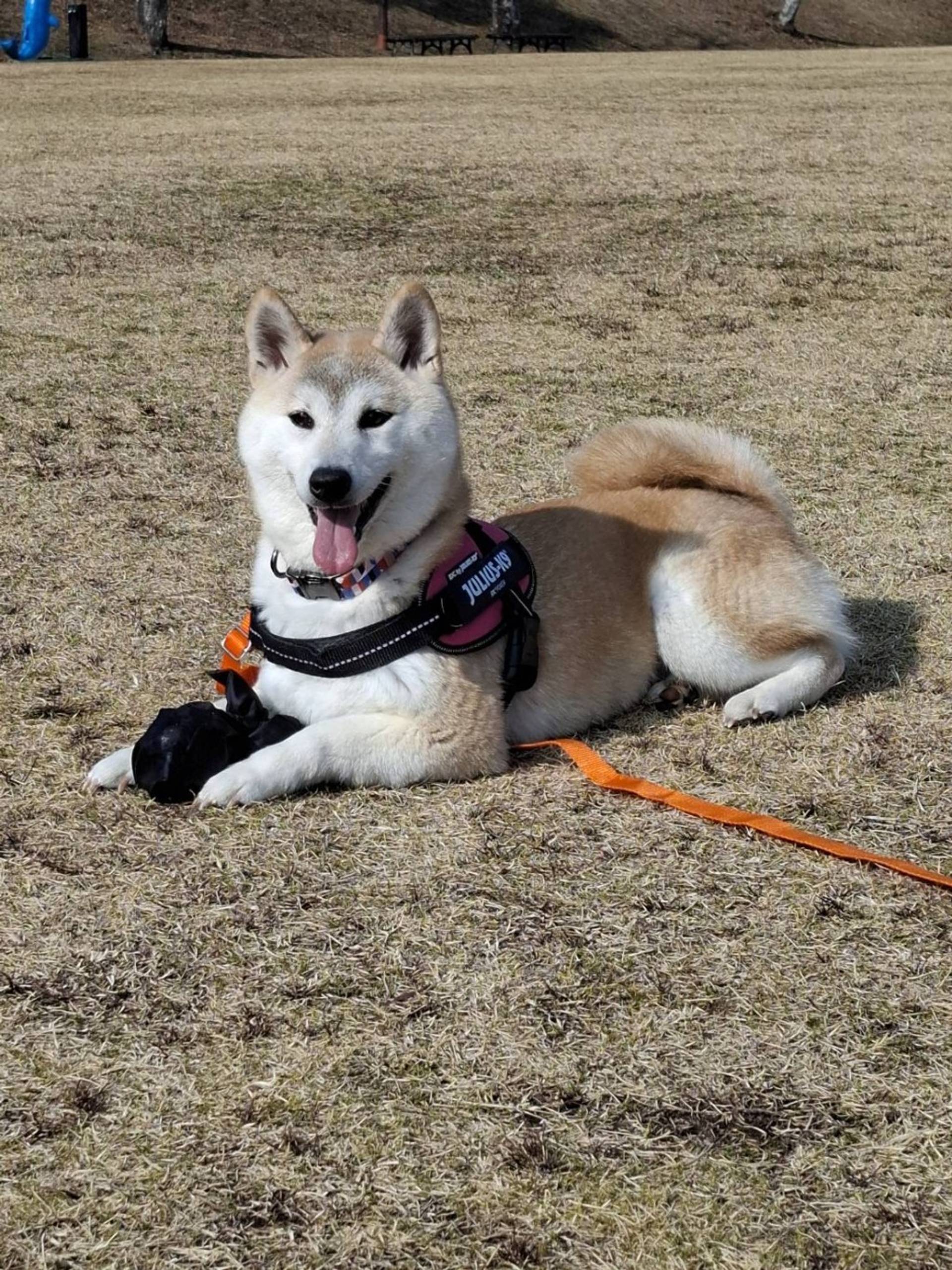 柴犬・メスの里親募集の写真