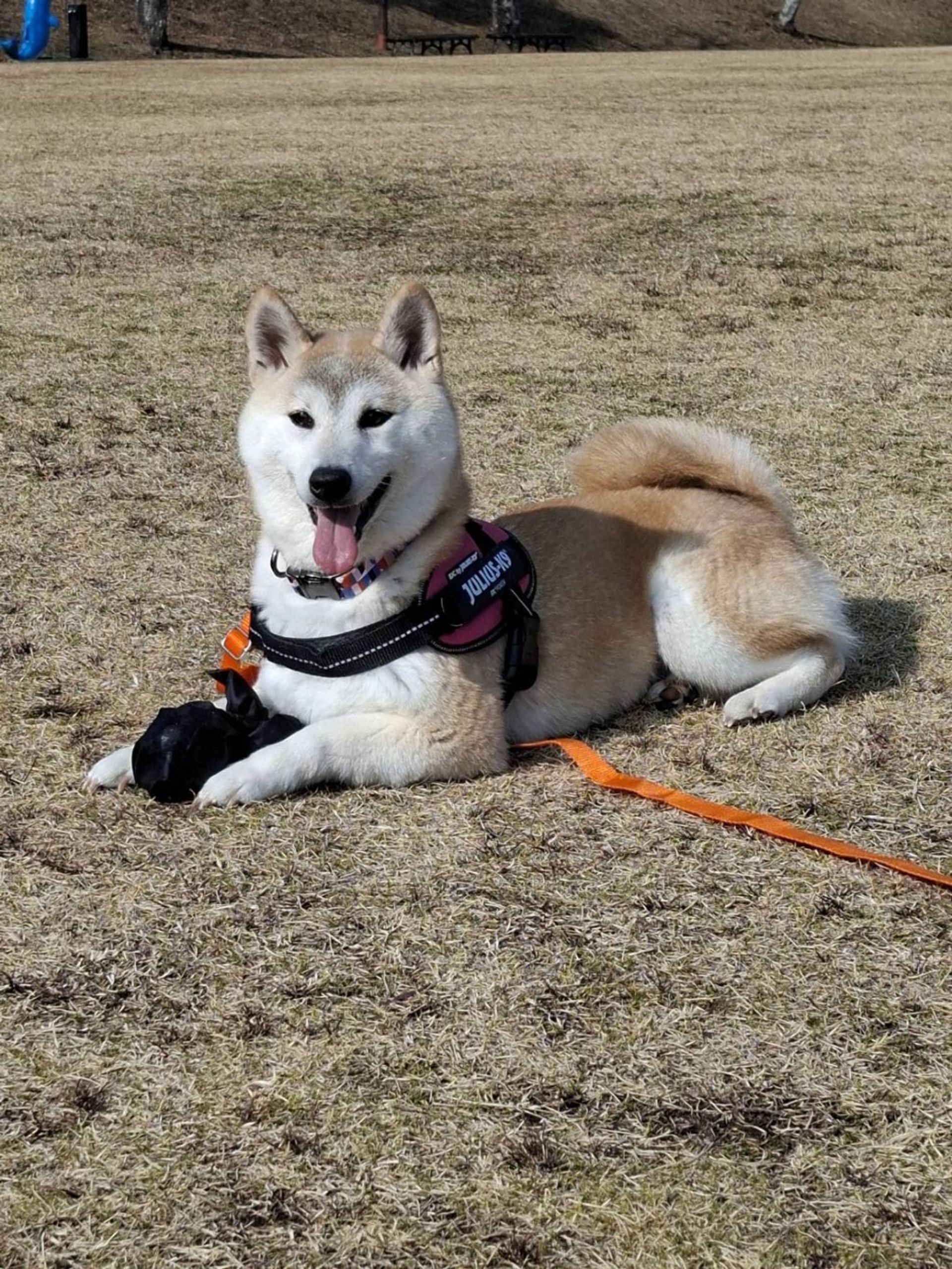 柴犬・メスの里親募集の写真