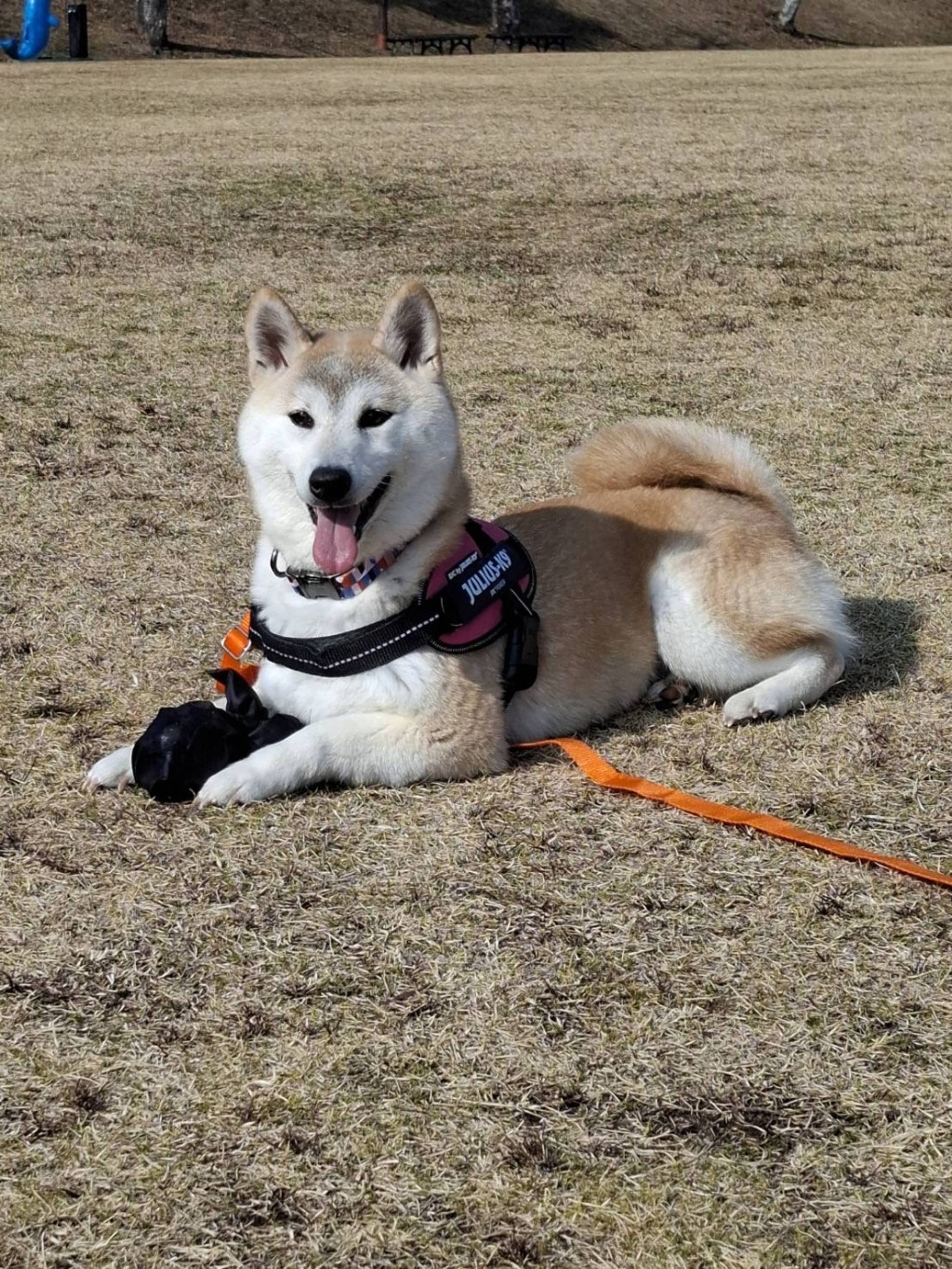 柴犬・メスの里親募集の写真