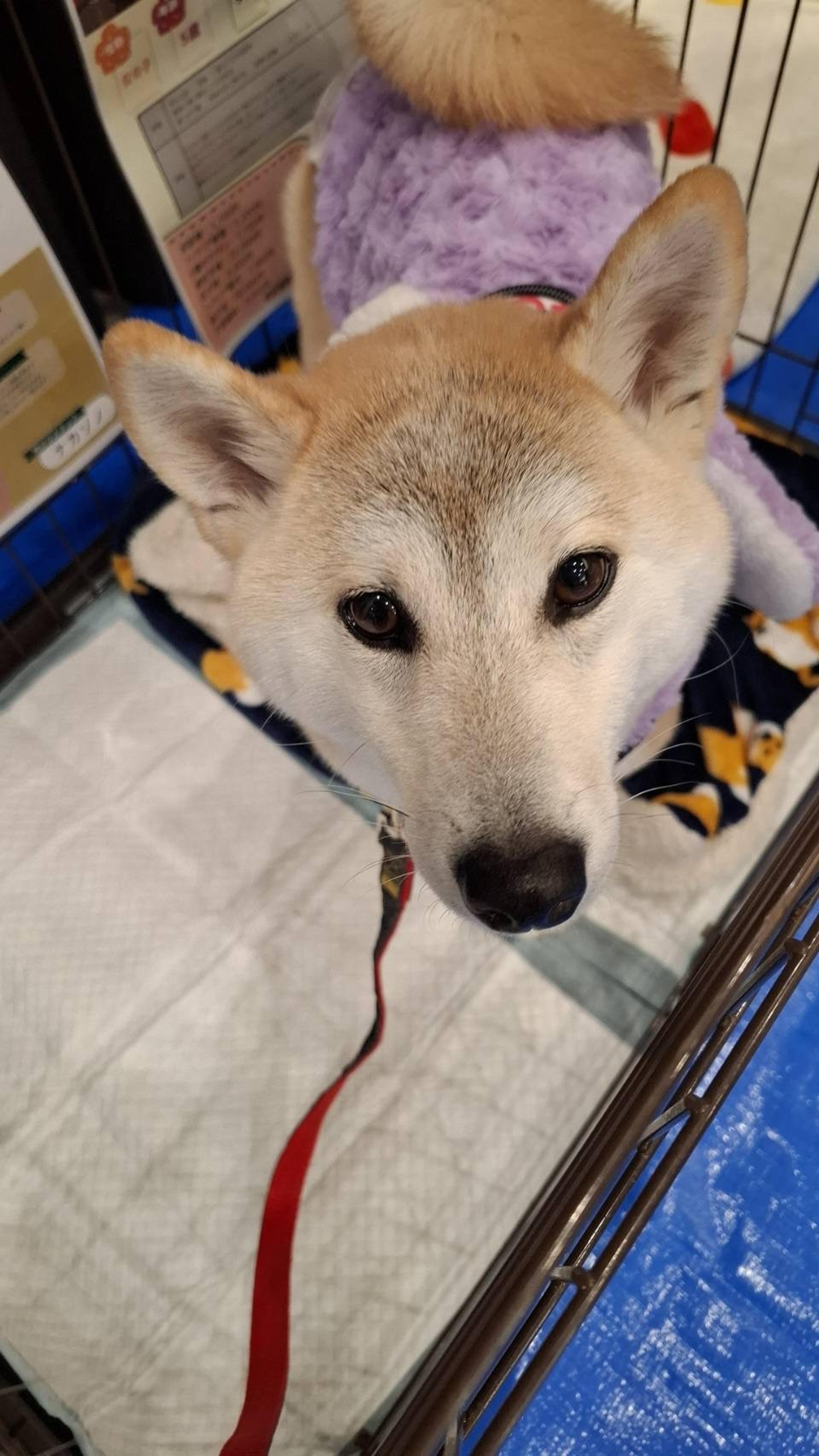pet-image-2