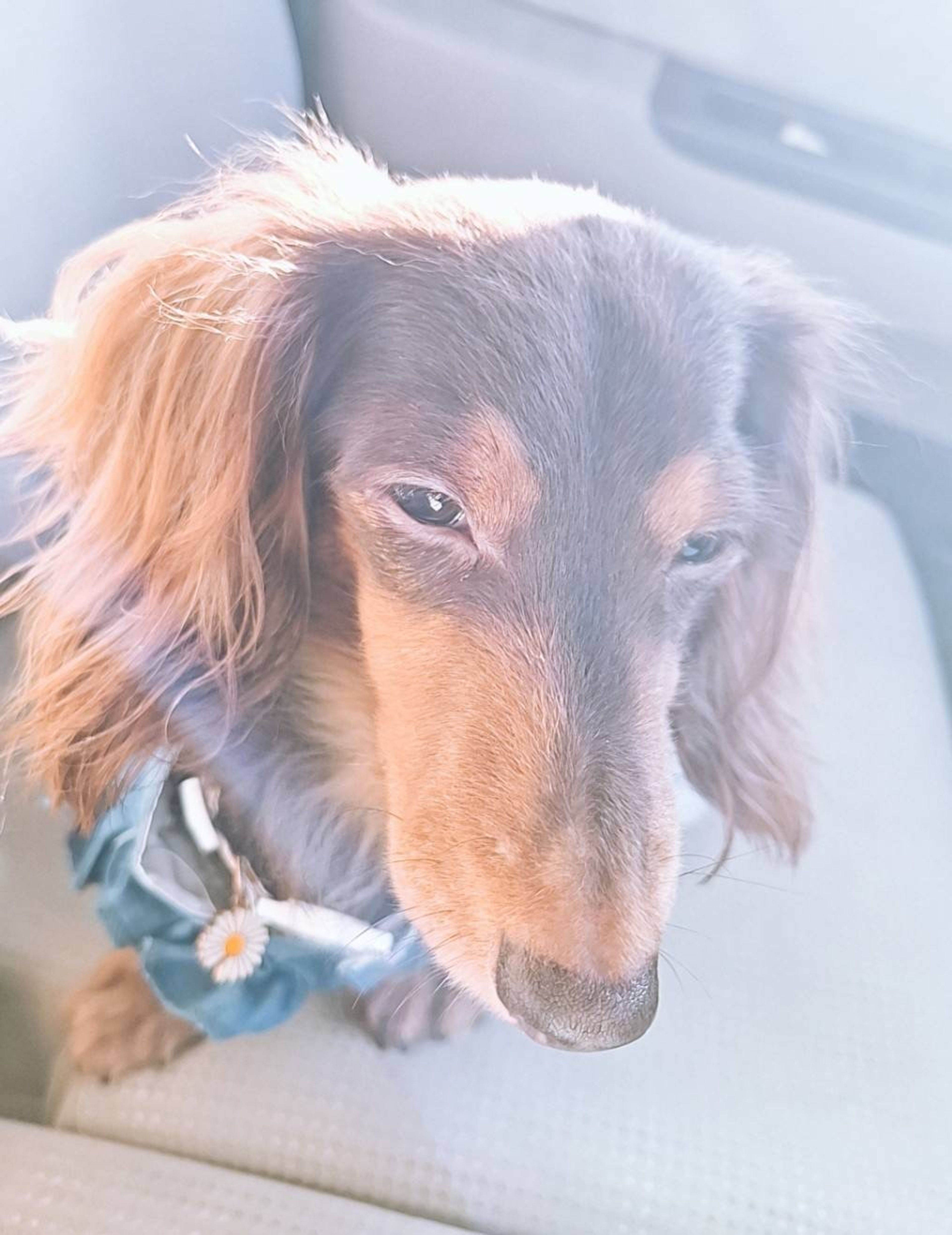 pet-image-5