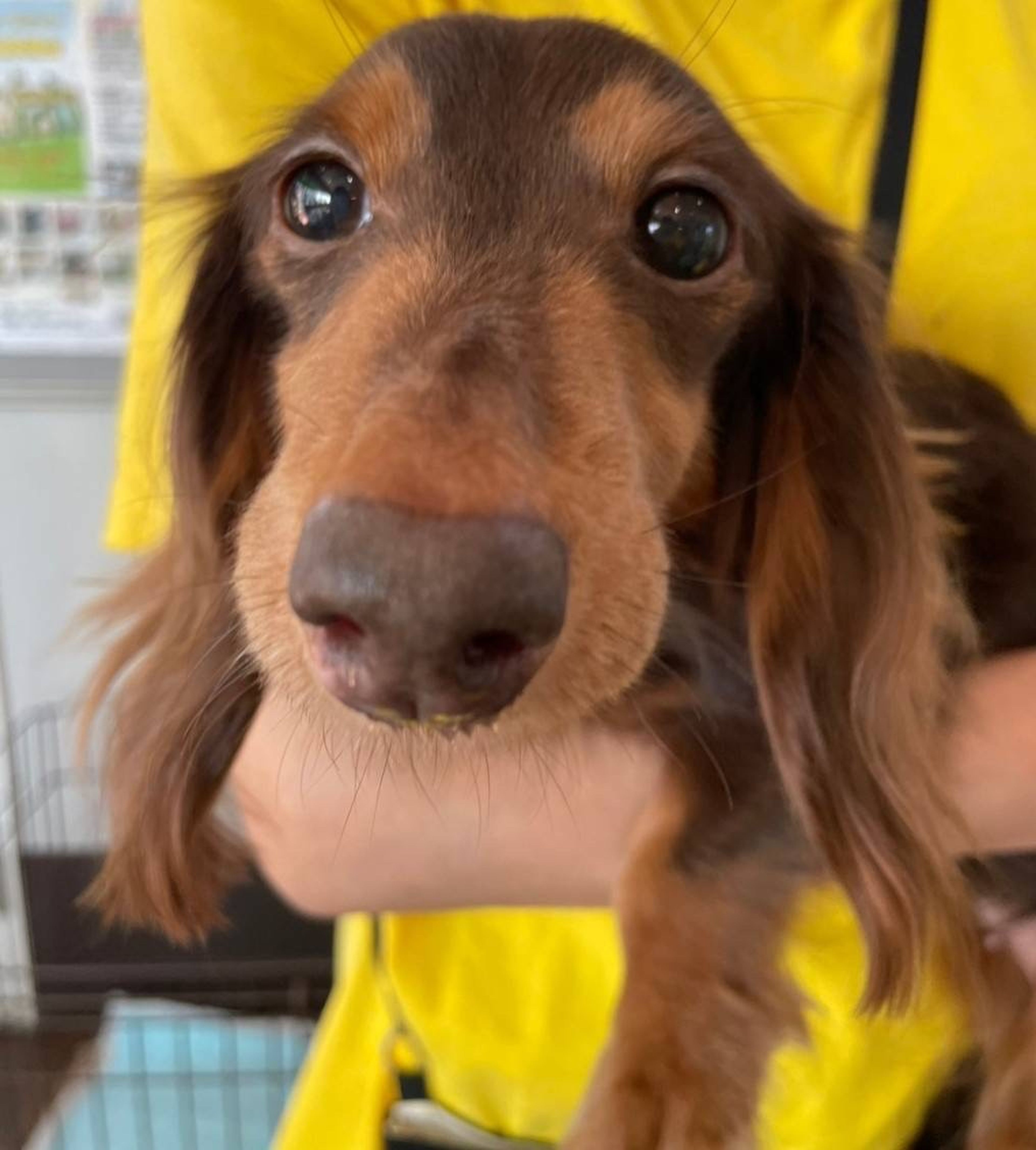 pet-image-2