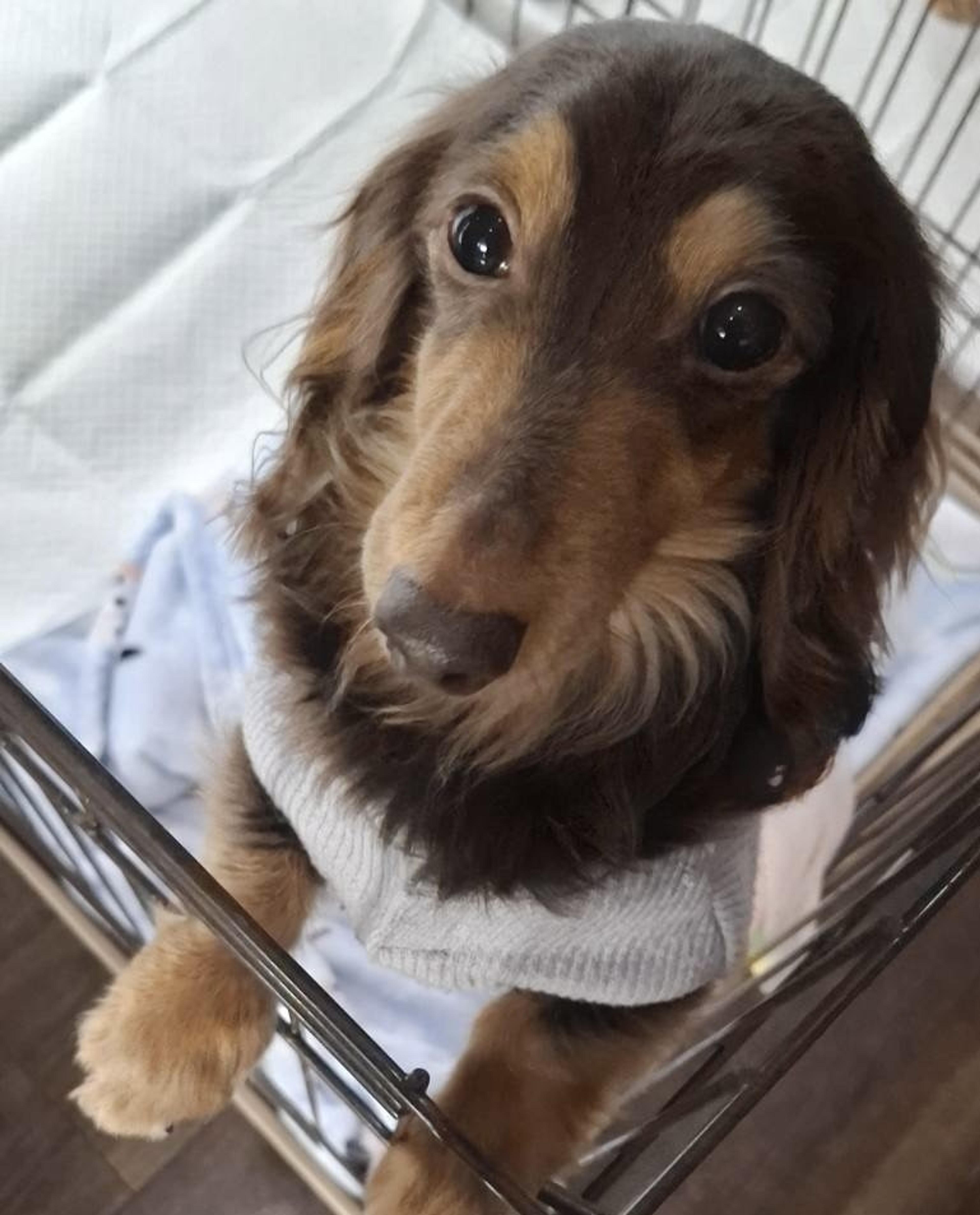 pet-image-3