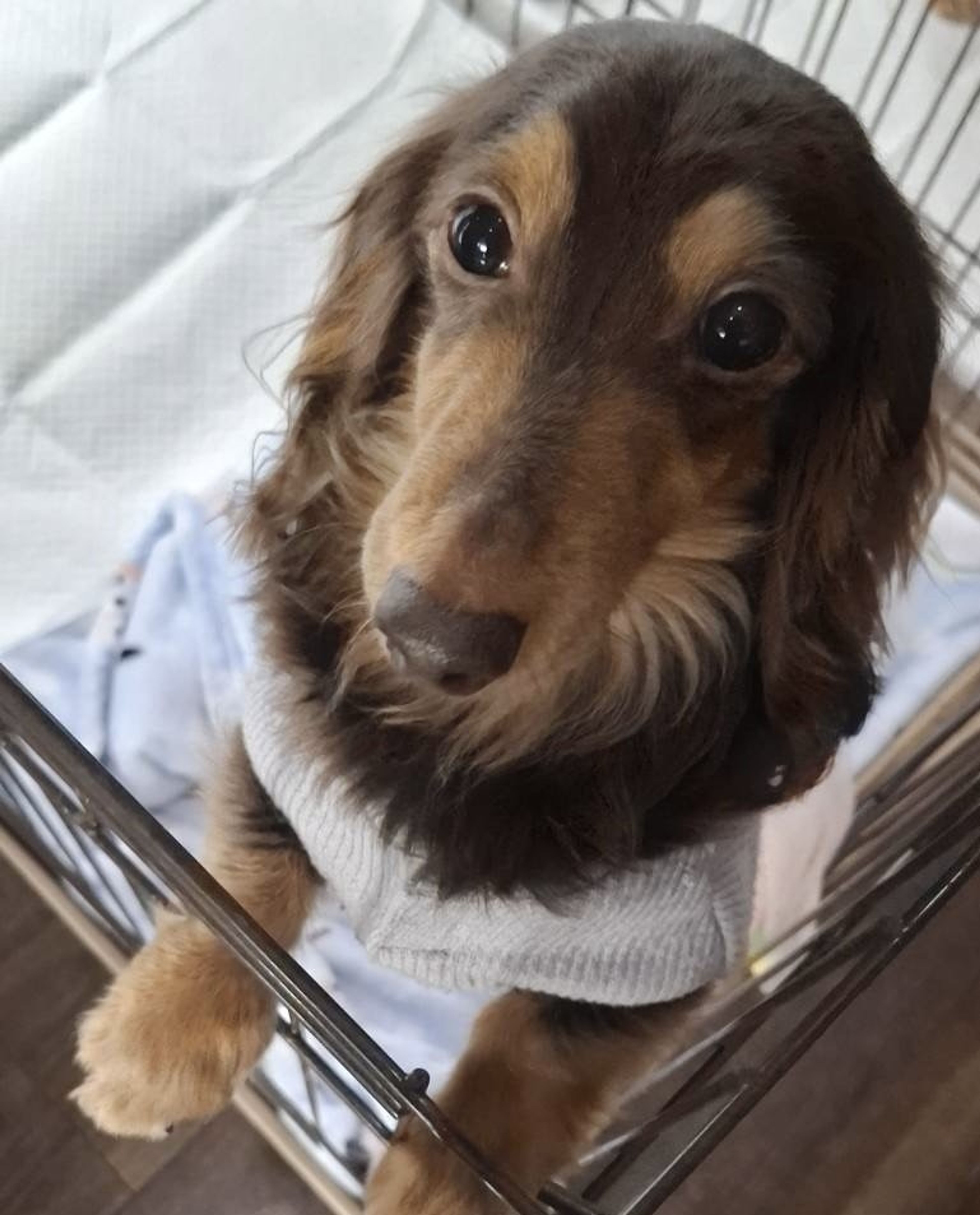pet-image-3