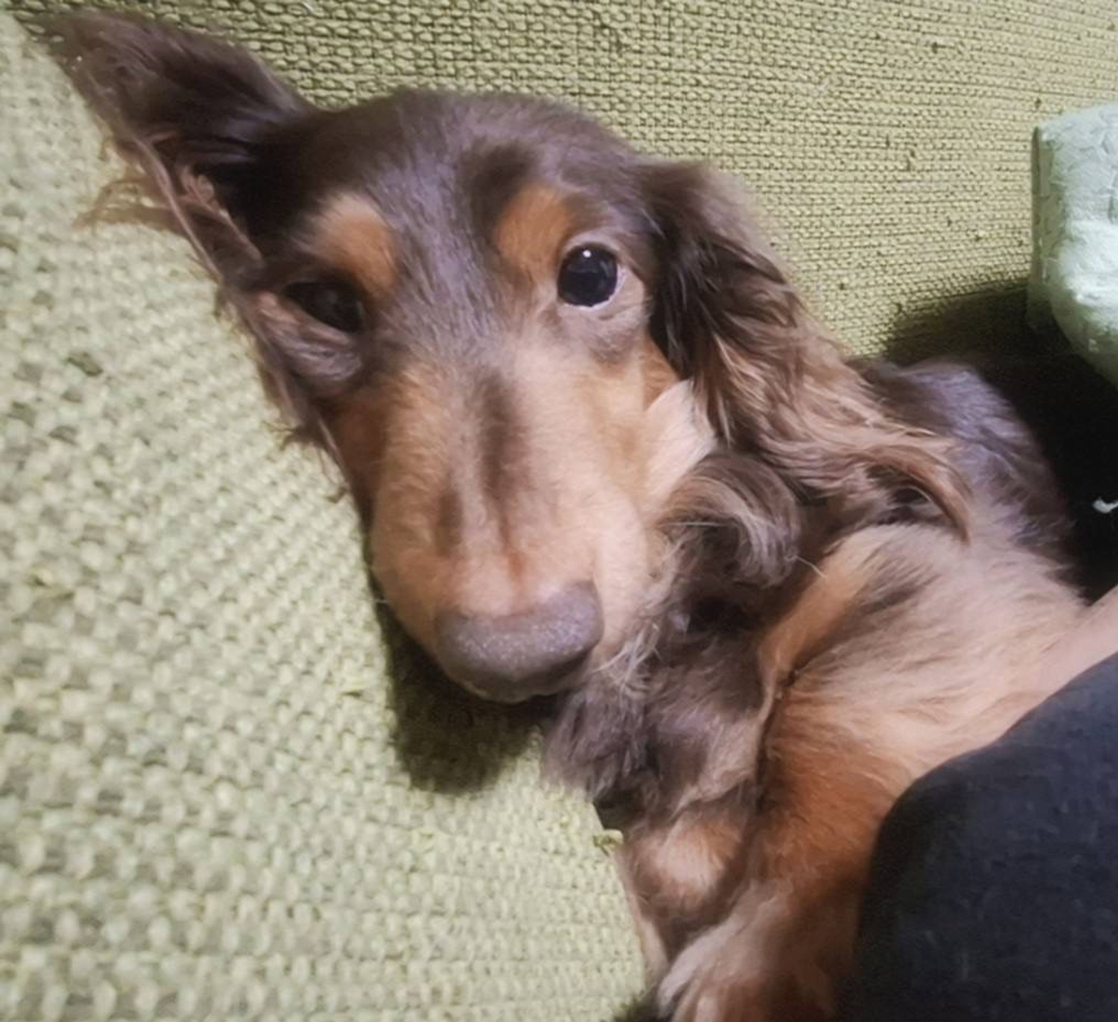 pet-image-4