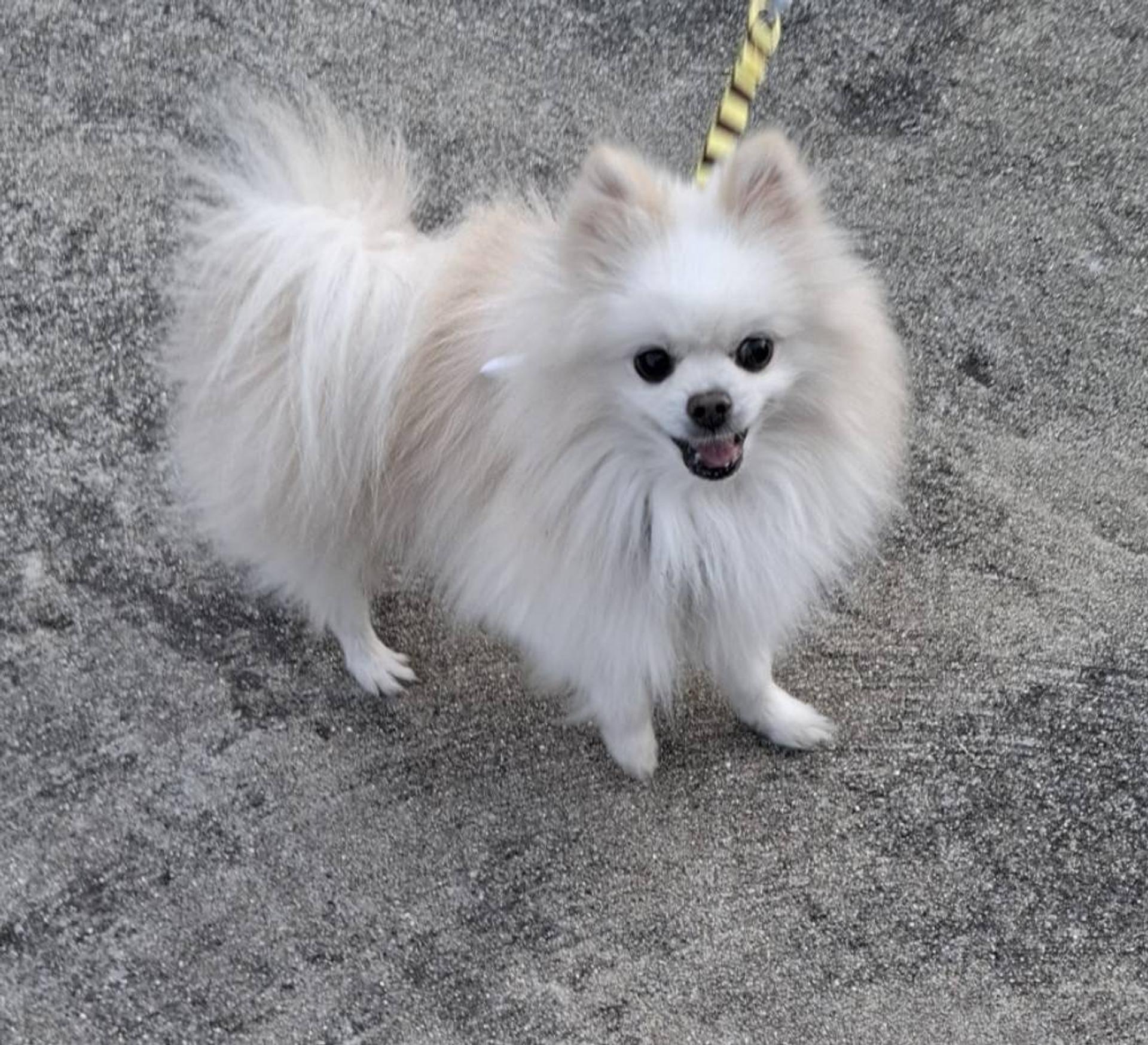 pet-image-2
