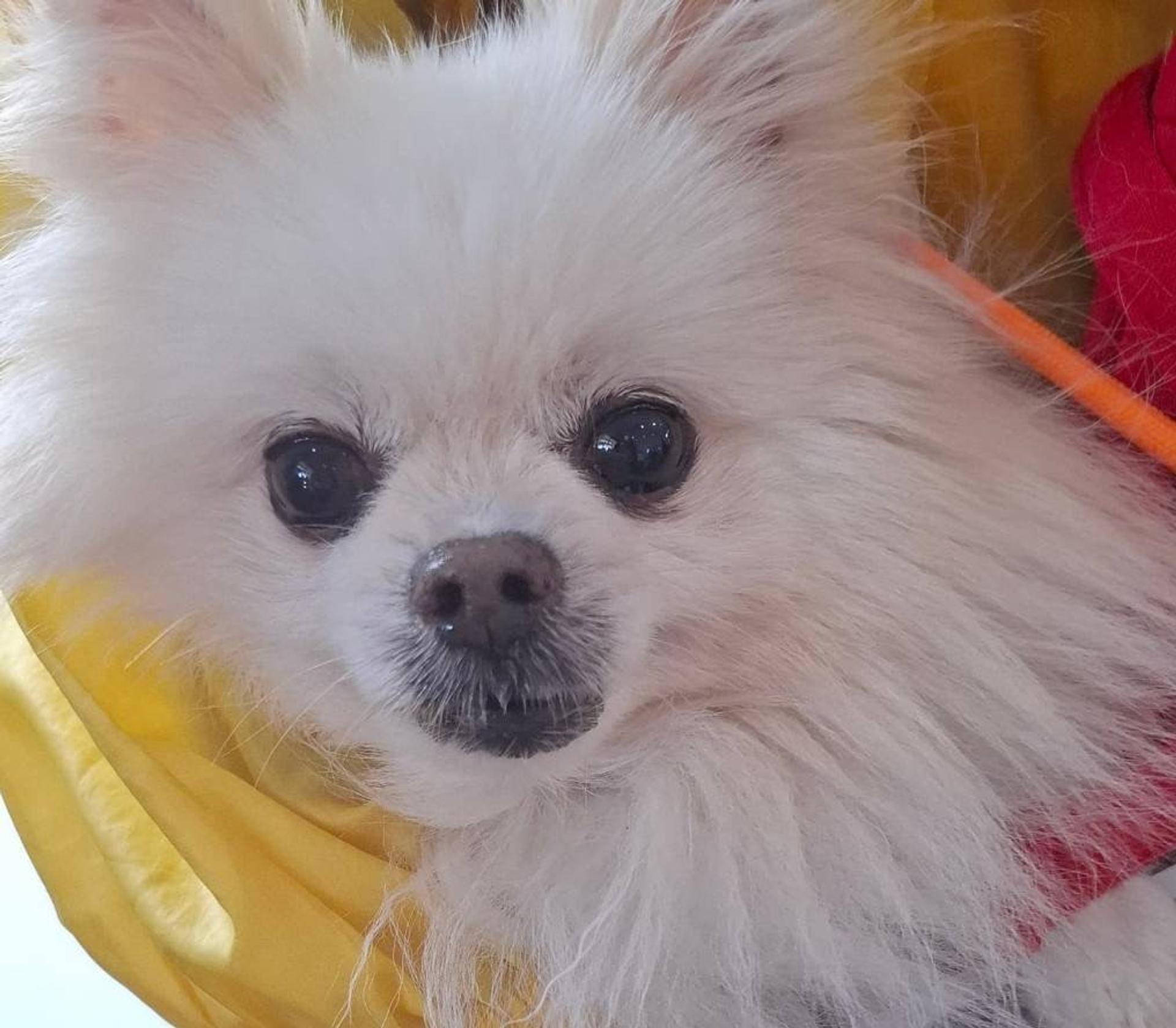 pet-image-4