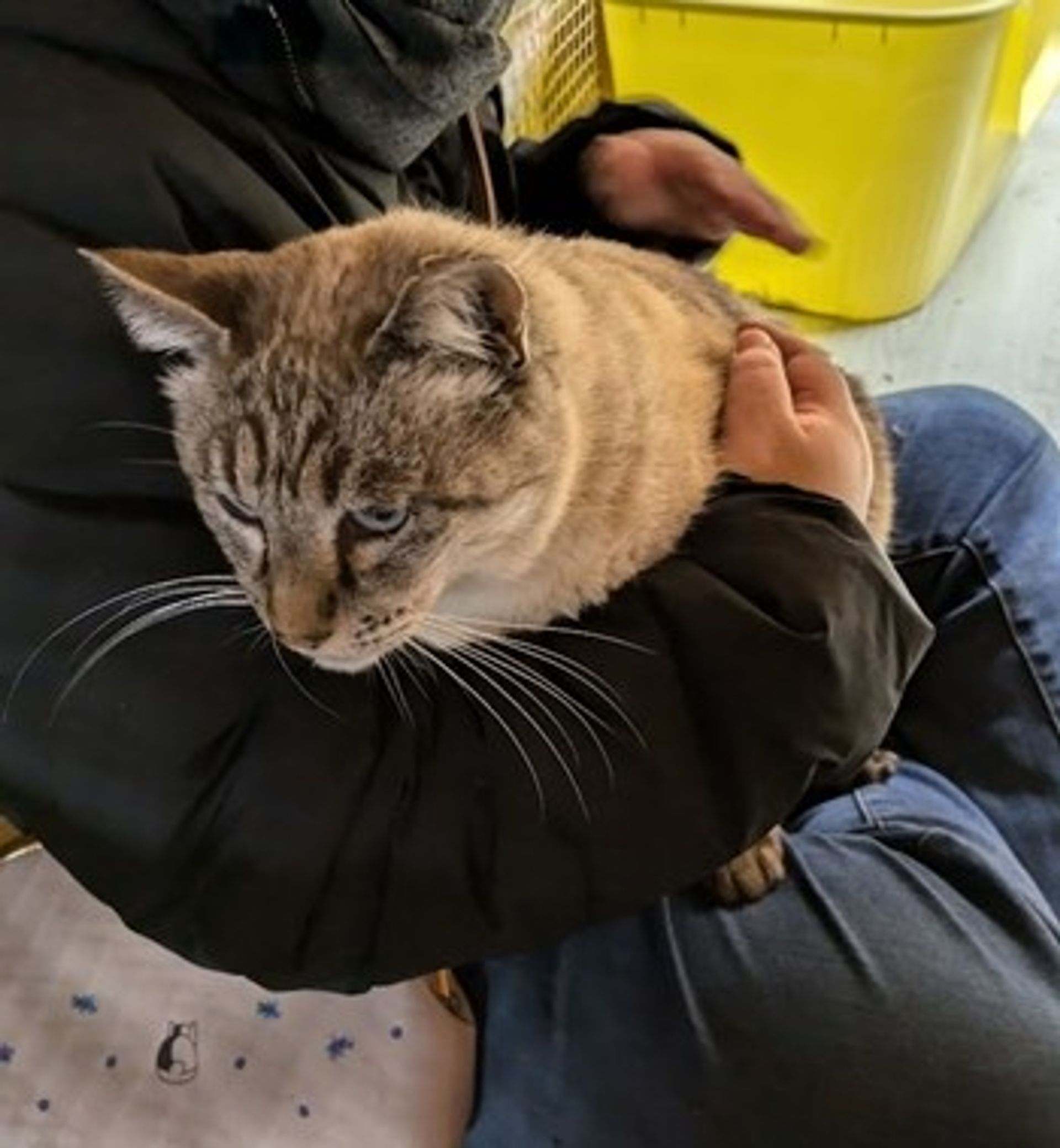 雑種（ミックス猫）・オスの里親募集の写真