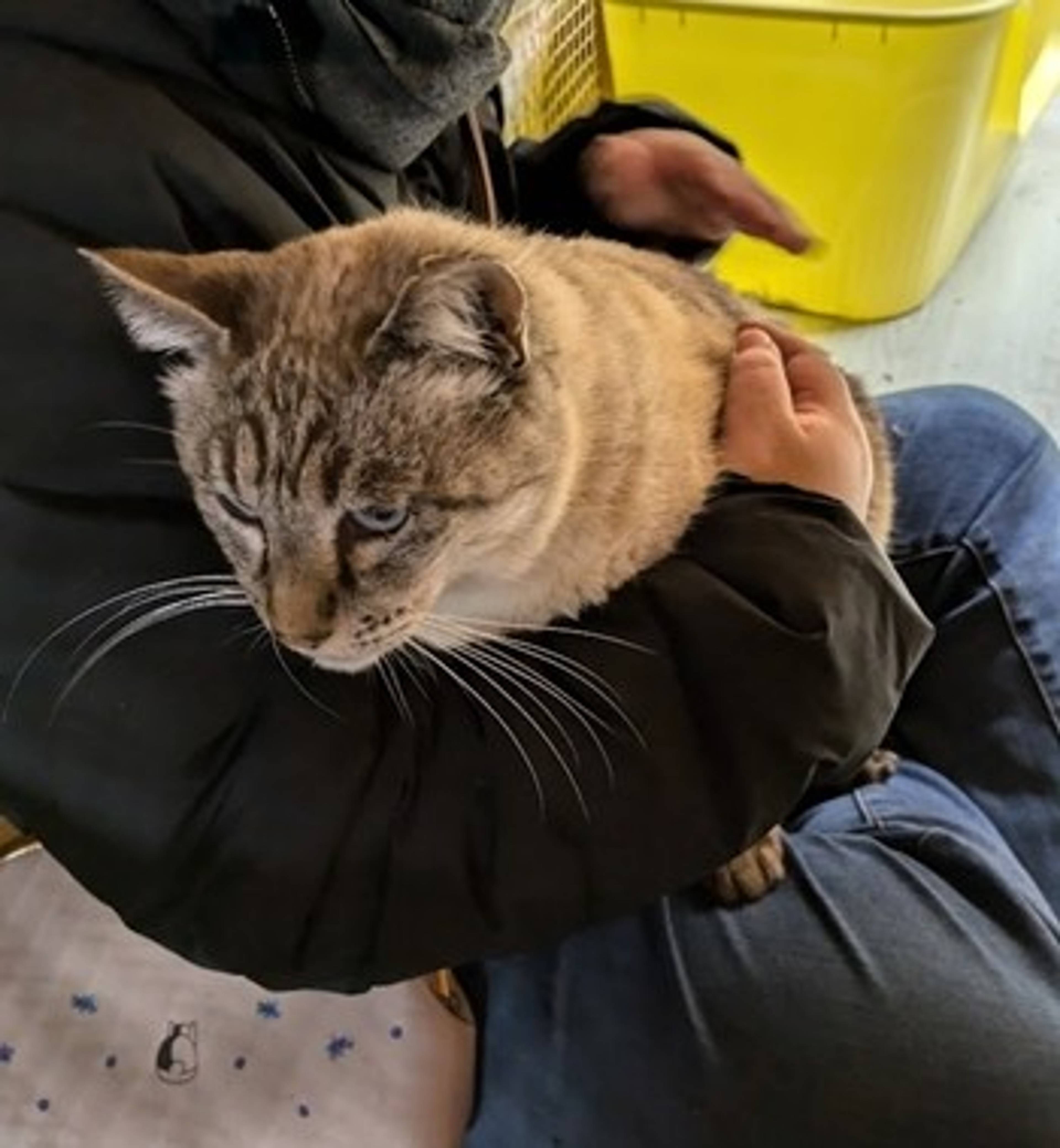 雑種（ミックス猫）・オスの里親募集の写真