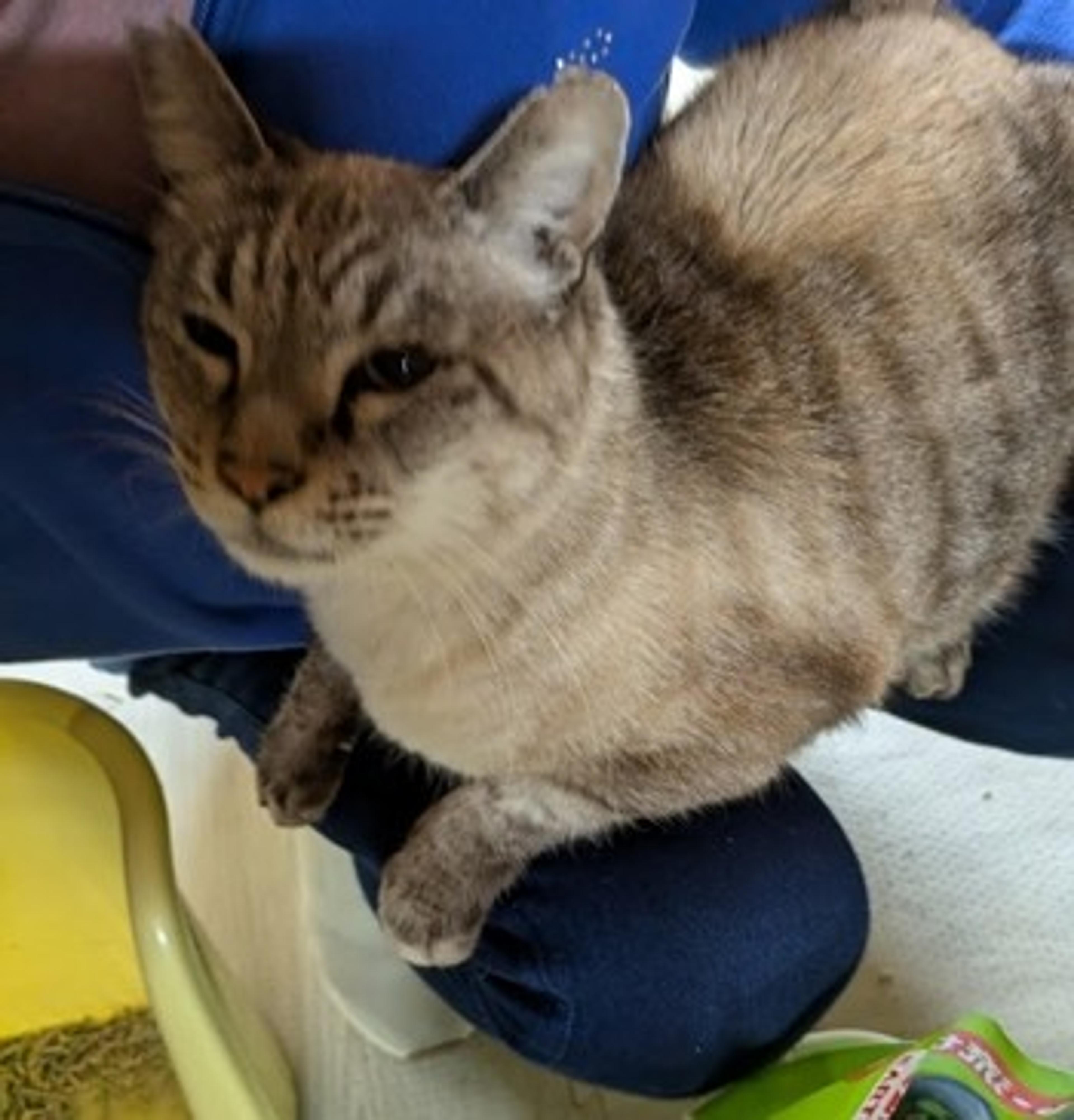 pet-image-2