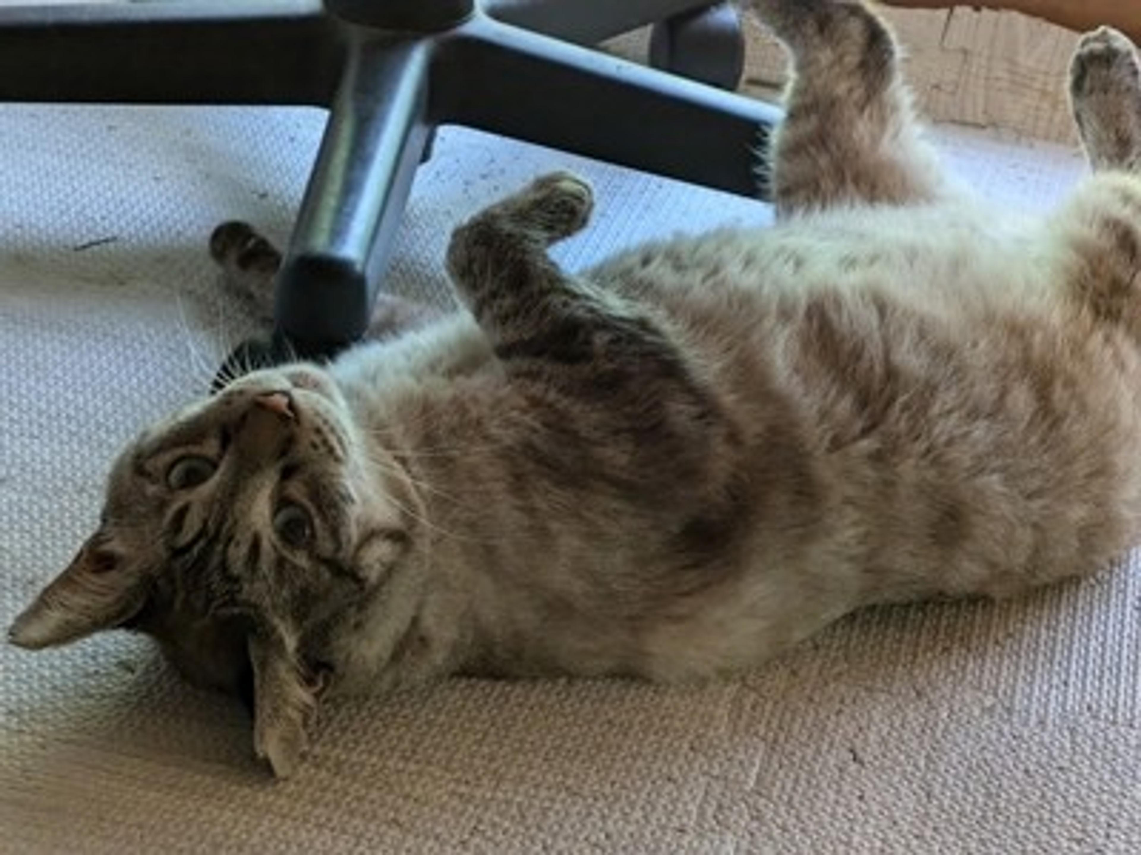 pet-image-3