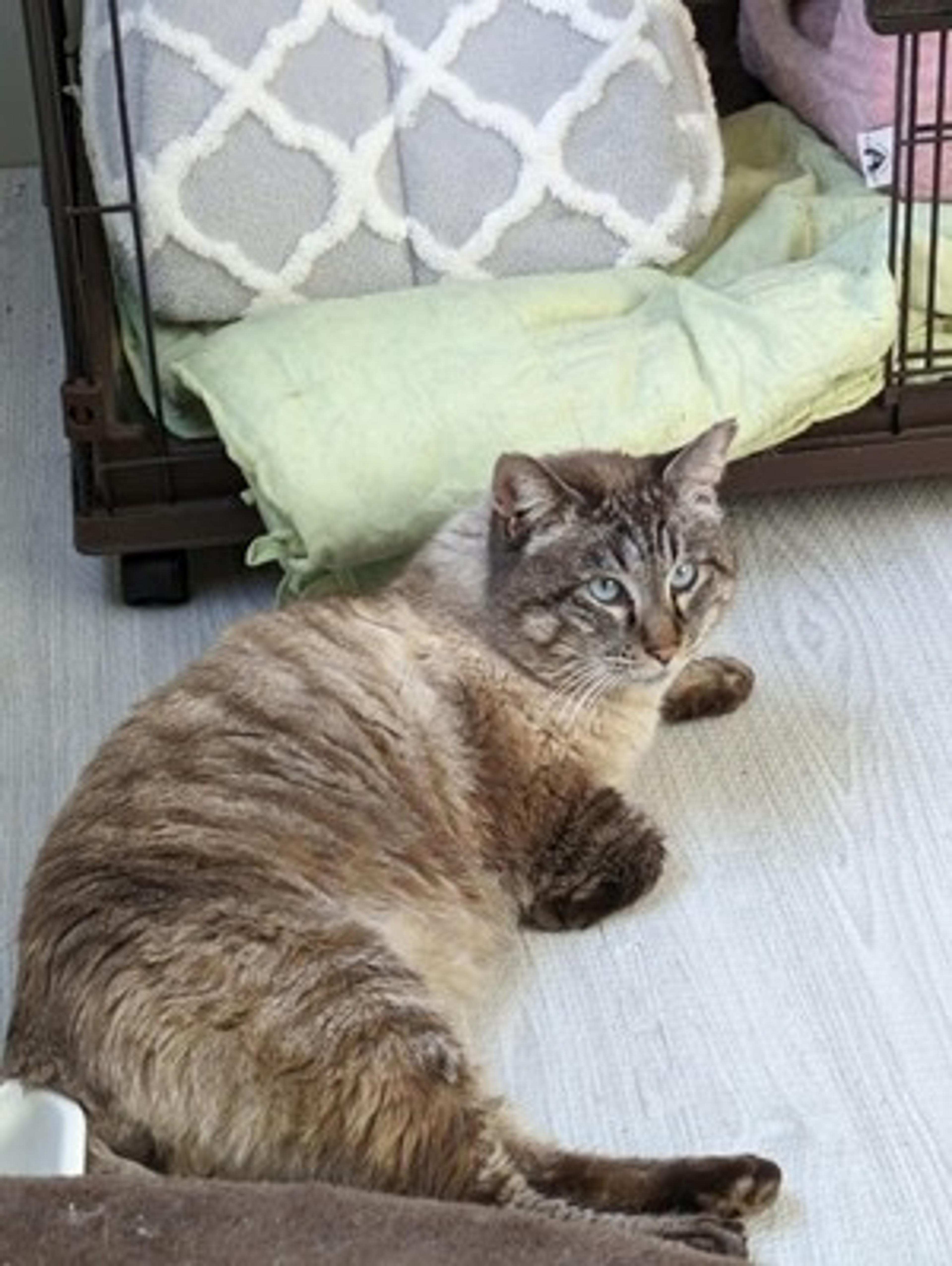 pet-image-4