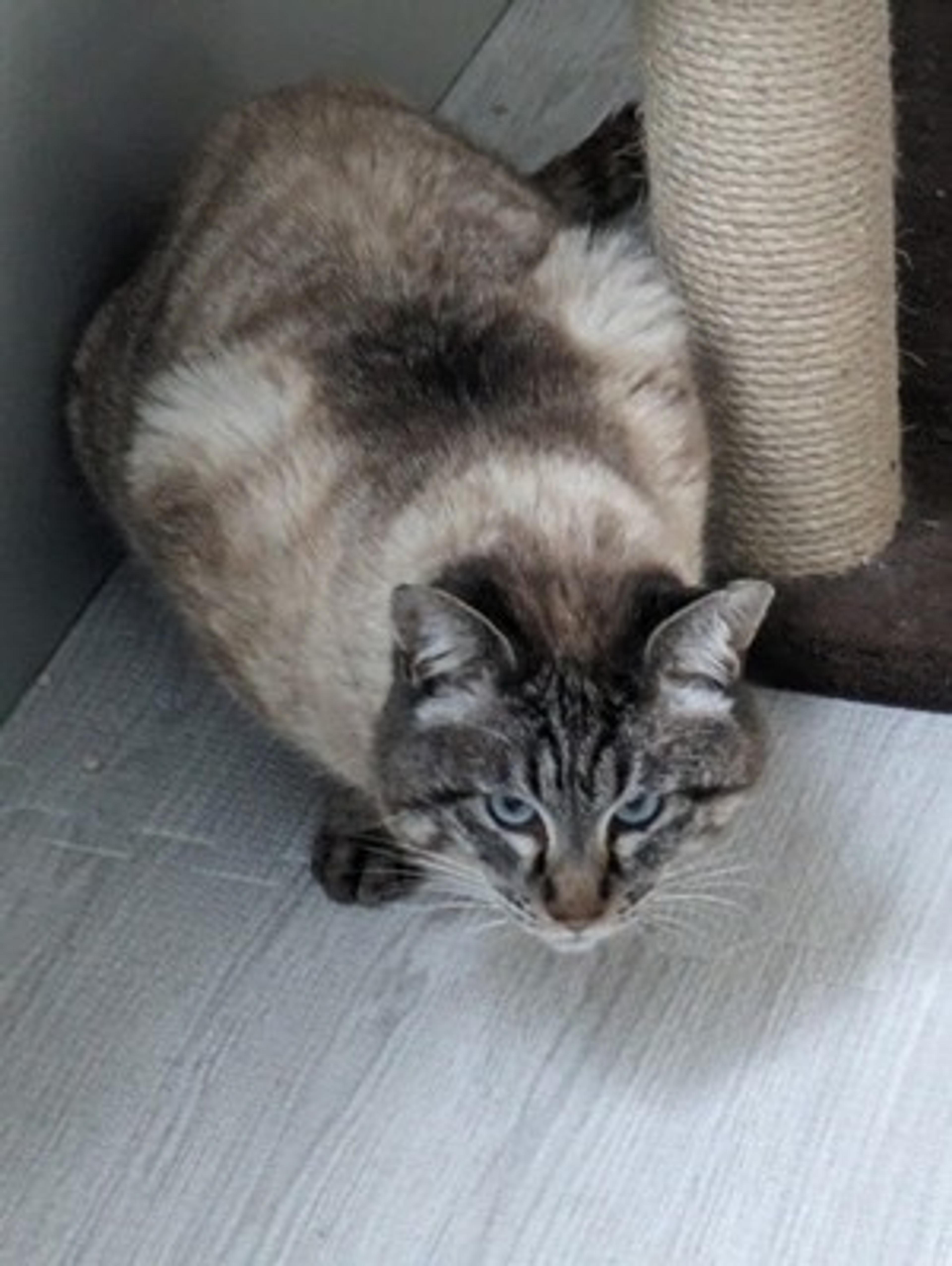pet-image-5