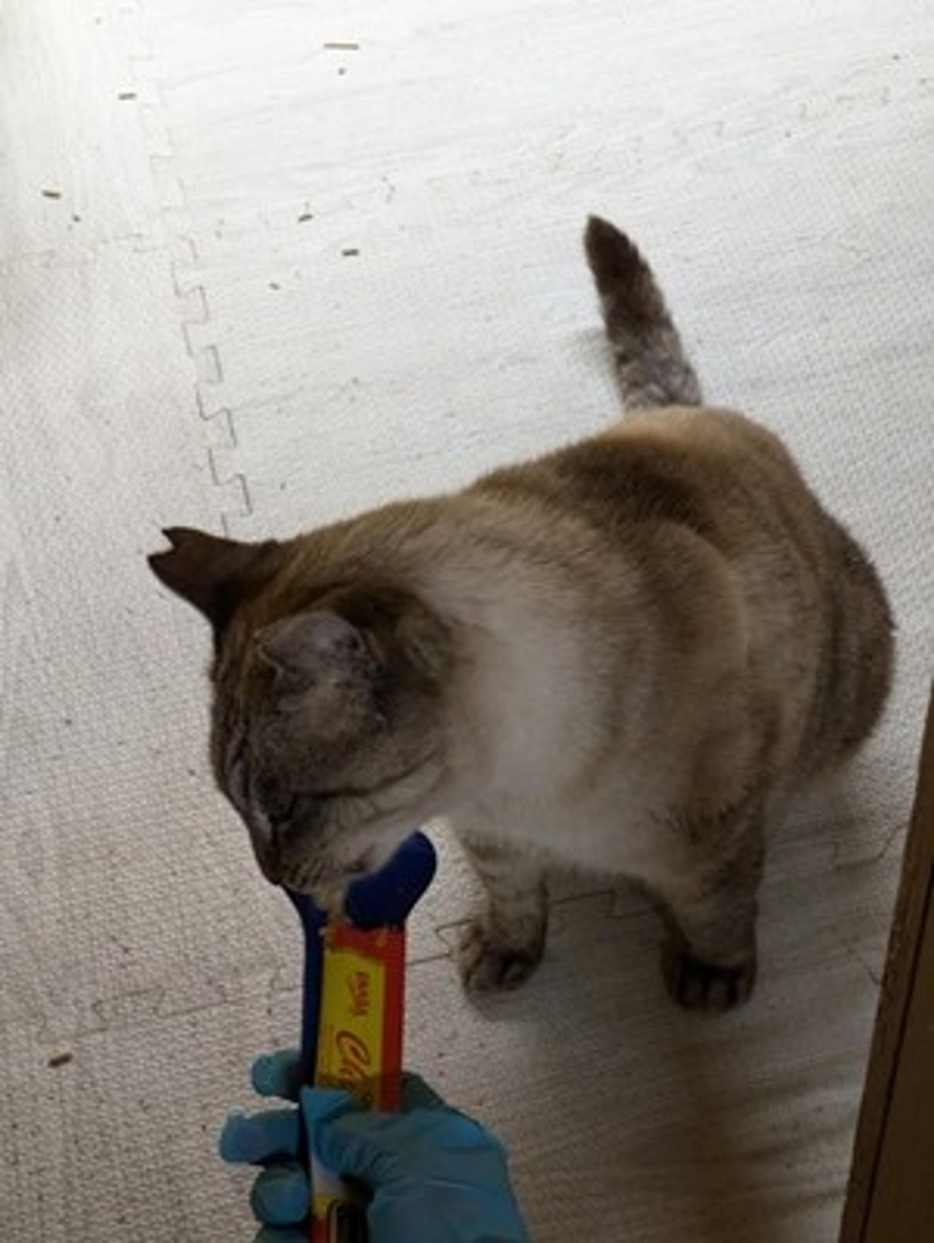pet-image-6