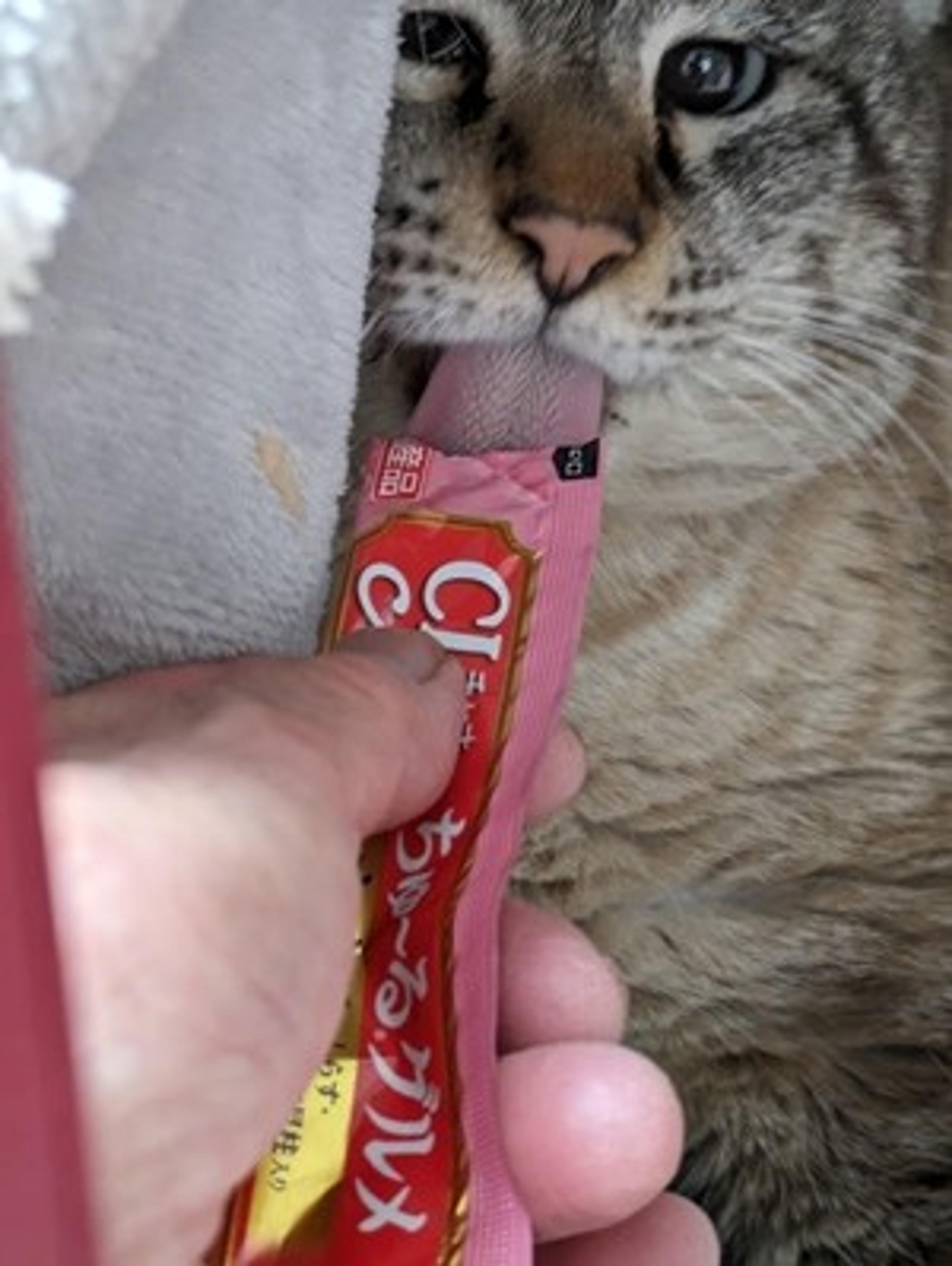 pet-image-7