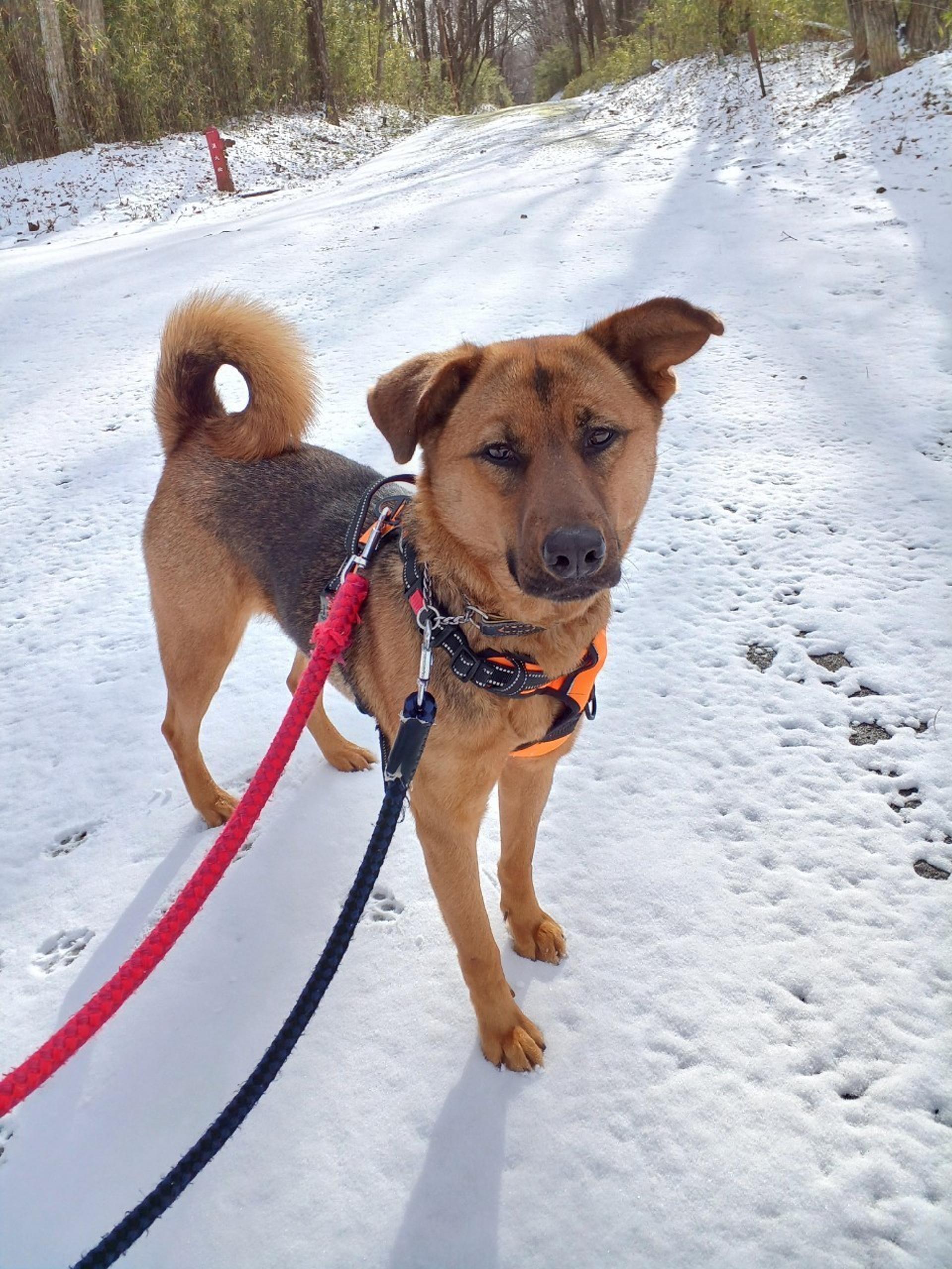 pet-image-5