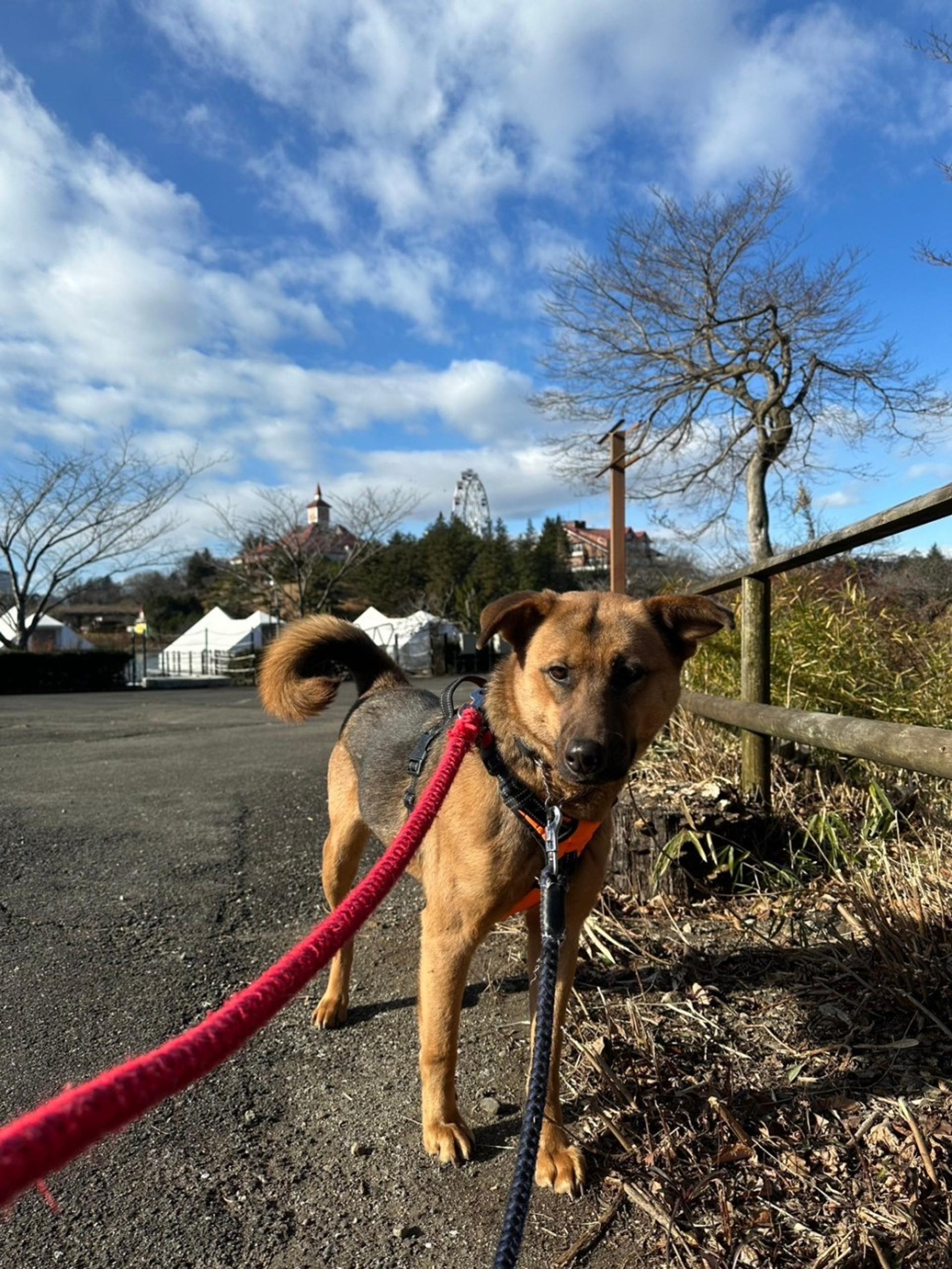 pet-image-8
